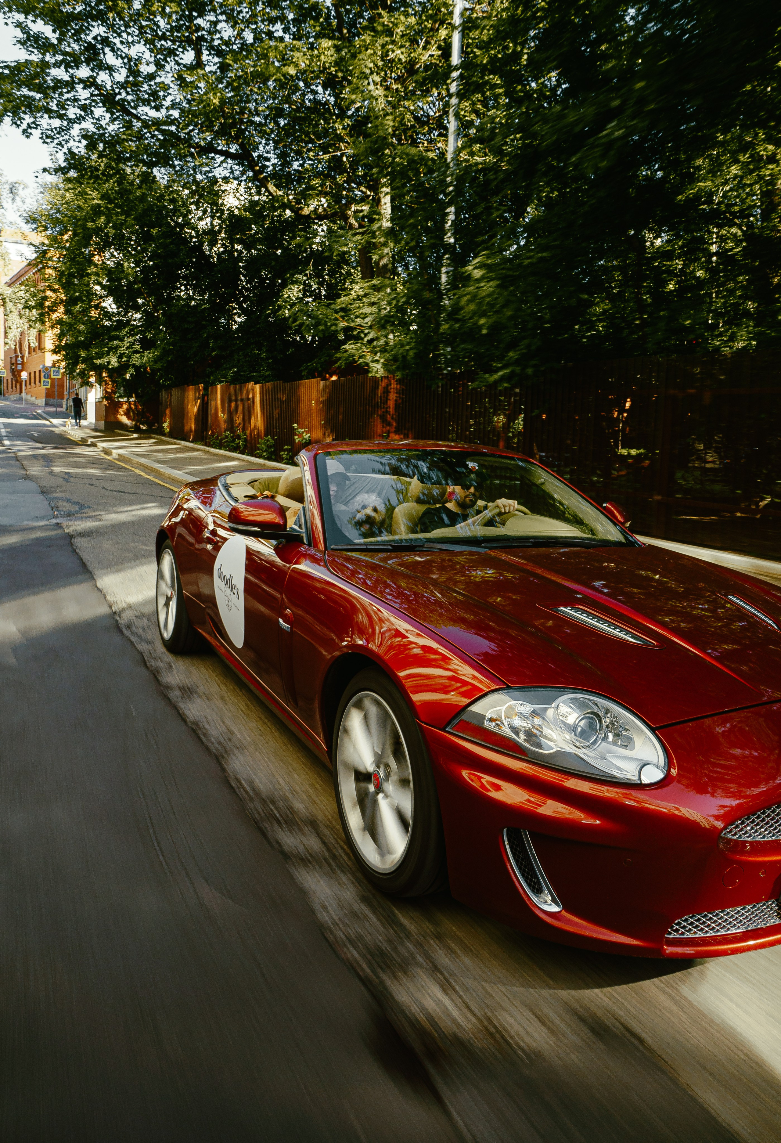 Фотосъемка груминг салона , съемка собак в кабриолете. Жуков Илья свадебный фотограф в Москве