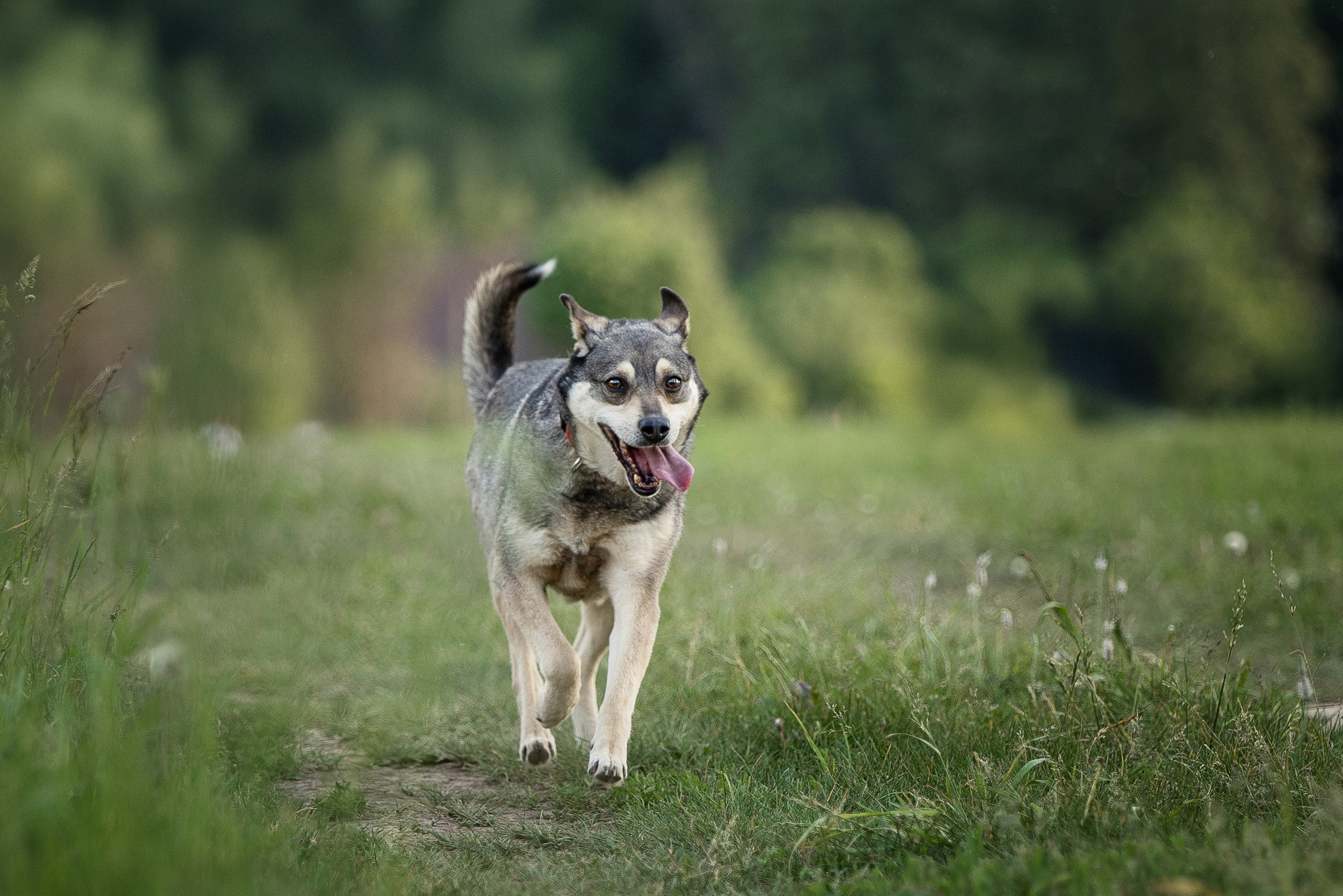 ИЩУТ ДОМ. Фотограф-анималист в Москве и Подмосковье
