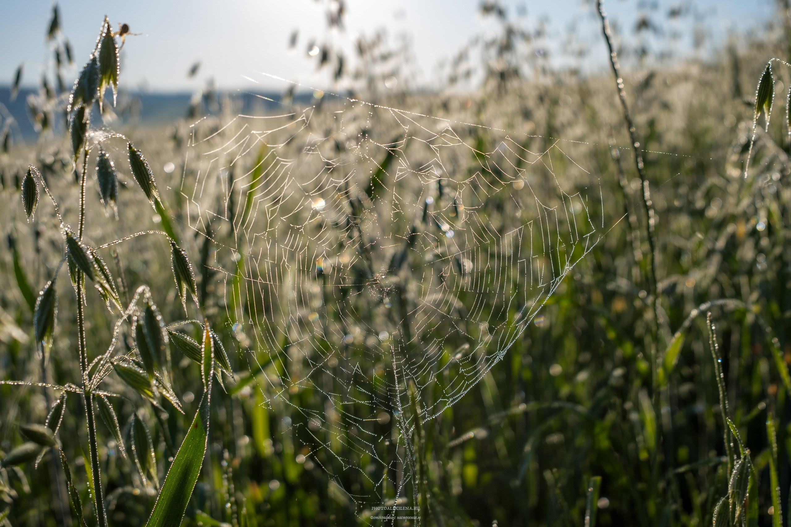 Долина Крете Сенези (Crete Senesi). Авторские стильные фотокартины