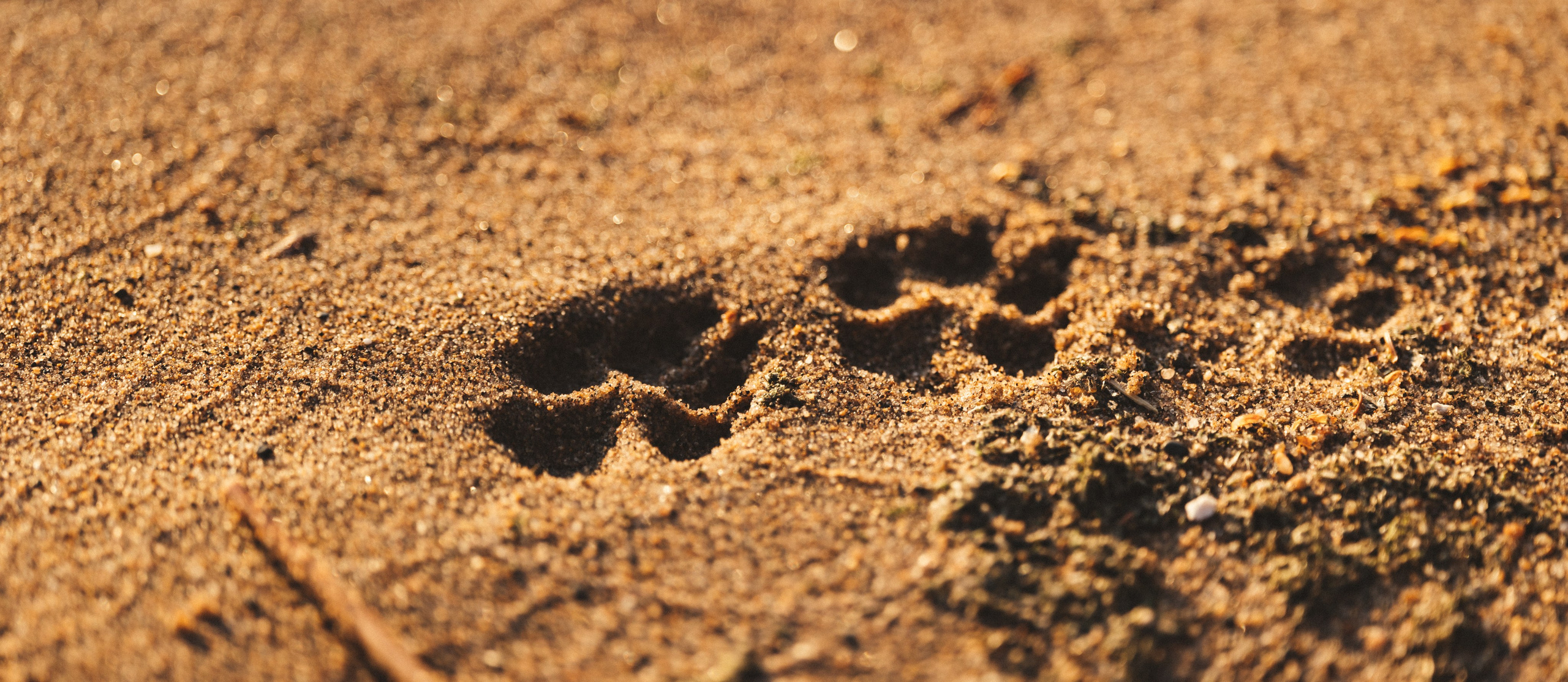 Съемка животных в Петрозаводске. Фотограф Варвара Ермоленко
