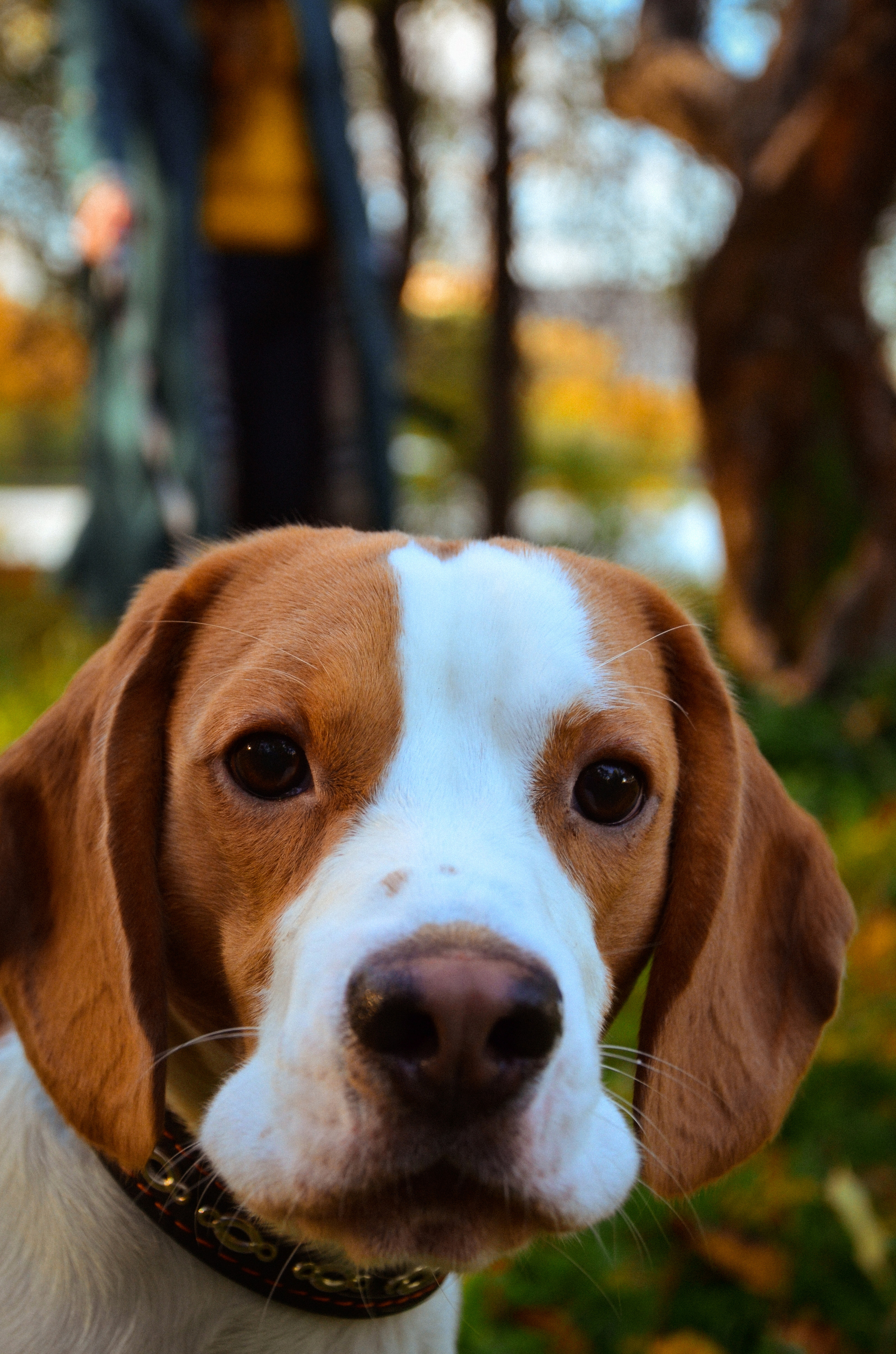 Фотопрогулка с животными в парке. Женский и семейный фотограф Людмила Богачкина