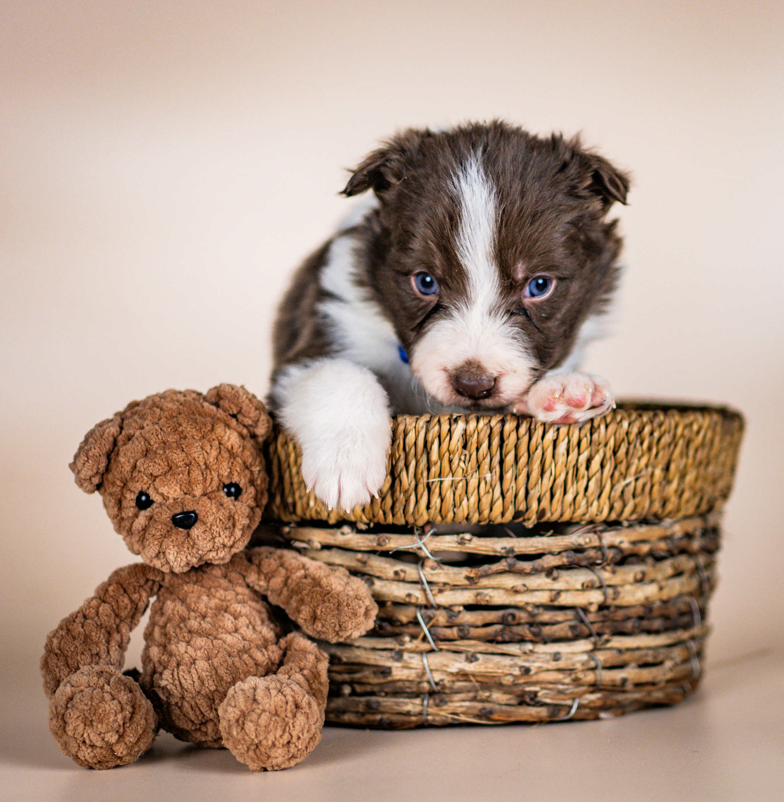 Фритсвит. Семейный фотограф Ефремова Виктория