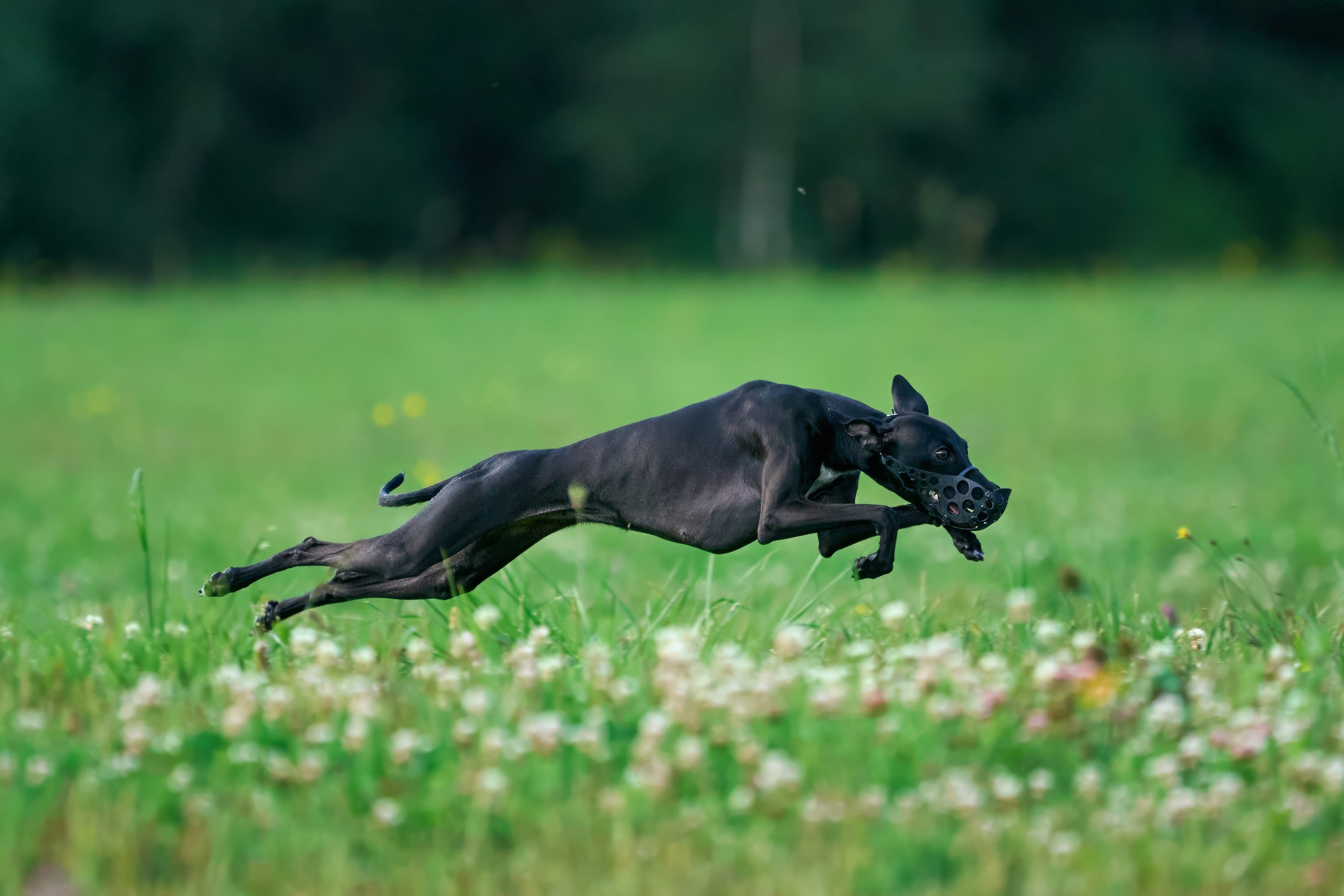 Тренировка в Донино. Фотограф-анималист Михаил Манухин