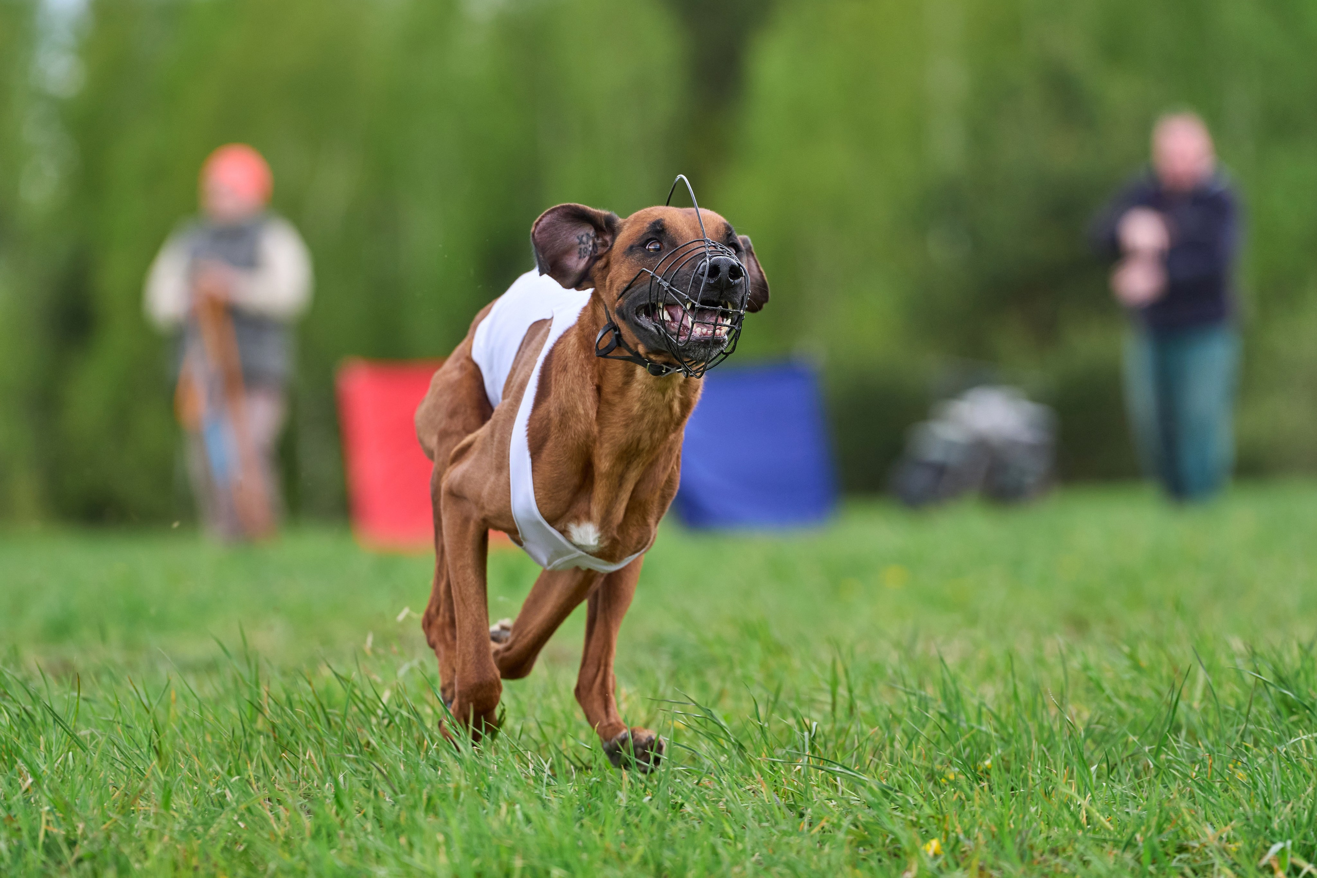 ПЧРКФ по курсингу. Фотограф-анималист Михаил Манухин