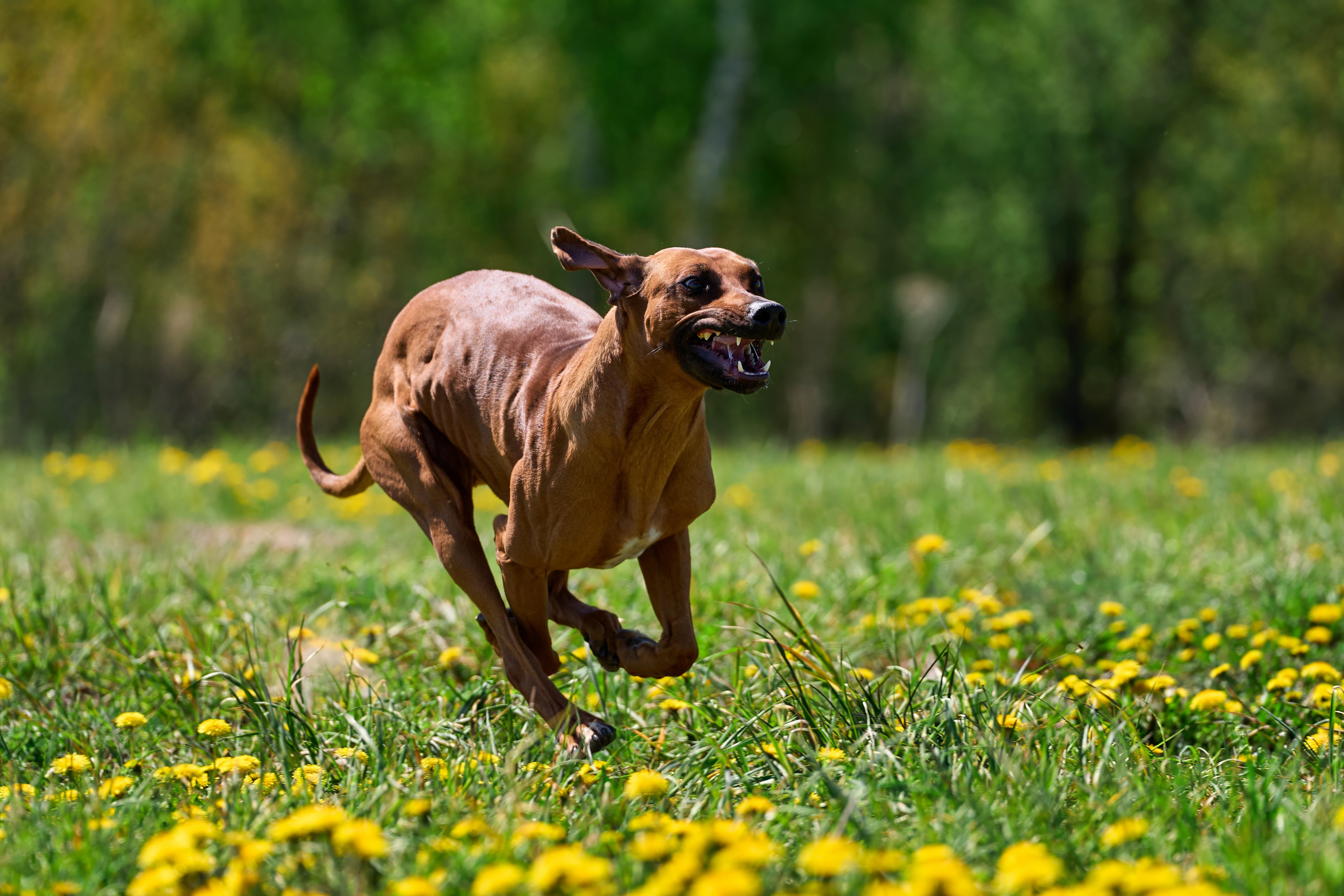 Тренировка по курсингу «на Ярославке». Фотограф-анималист Михаил Манухин