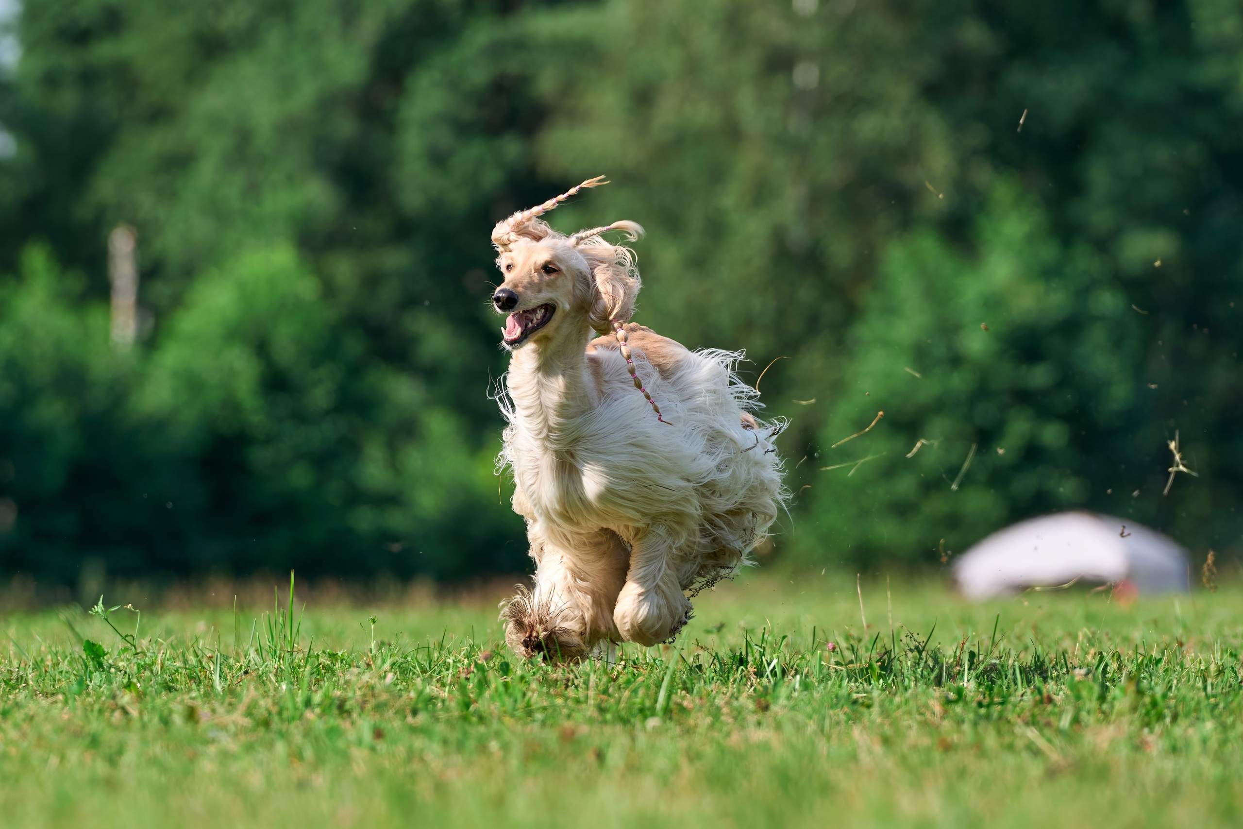 Тренировка в Донино. Фотограф-анималист Михаил Манухин