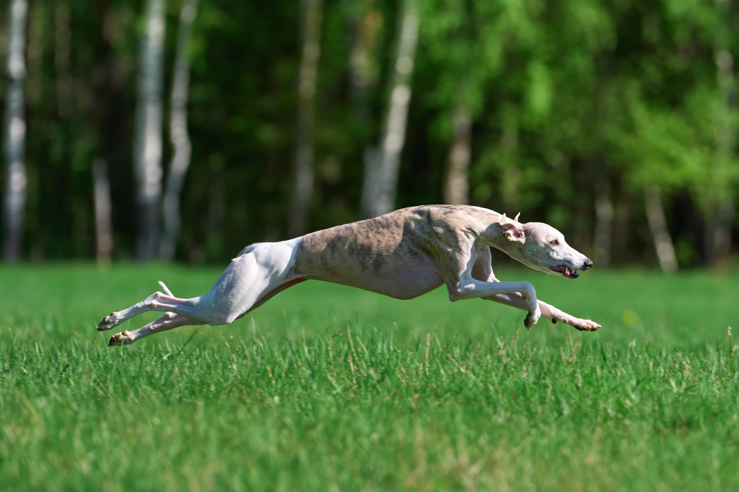 Тренировка по курсингу Донино. Фотограф-анималист Михаил Манухин