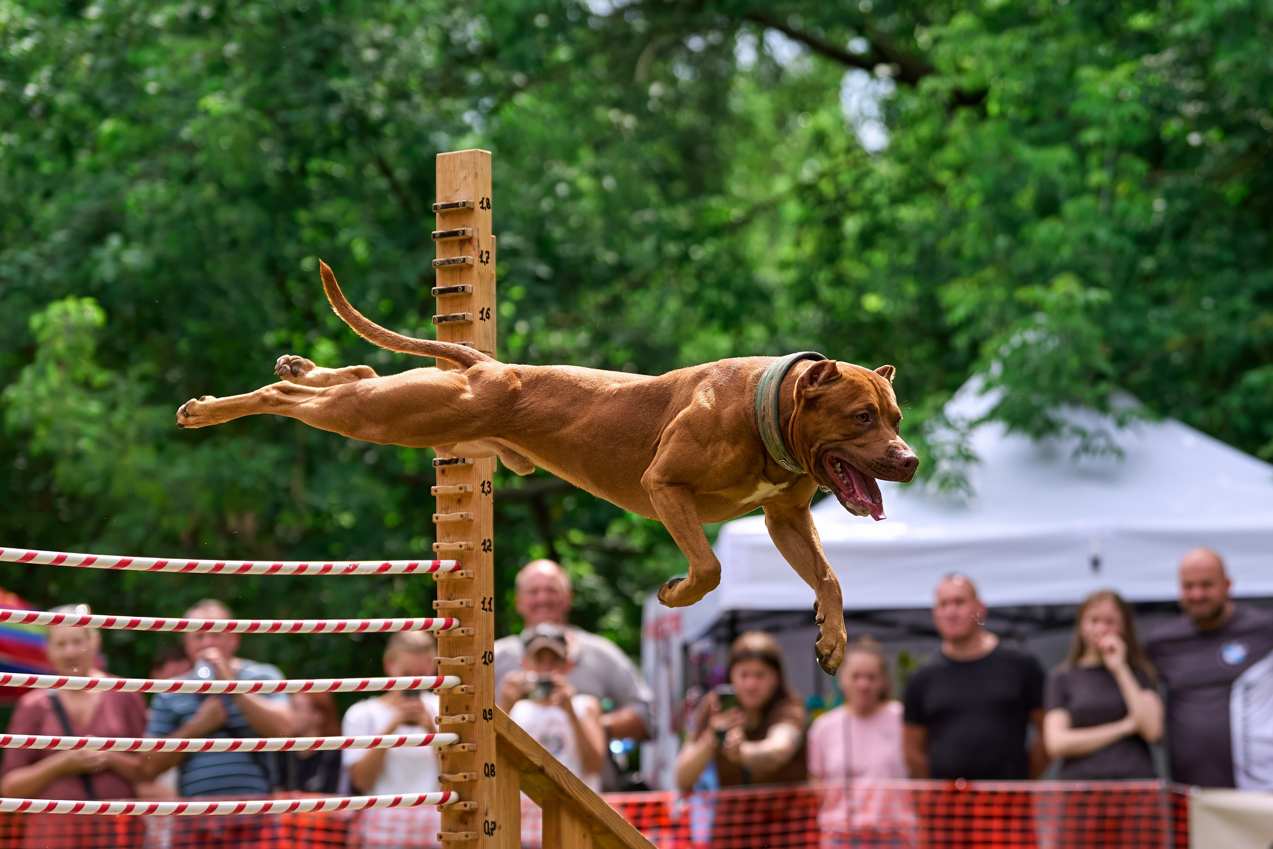 Jump'n'Gym JUMP! — 2024. Фотограф-анималист Михаил Манухин