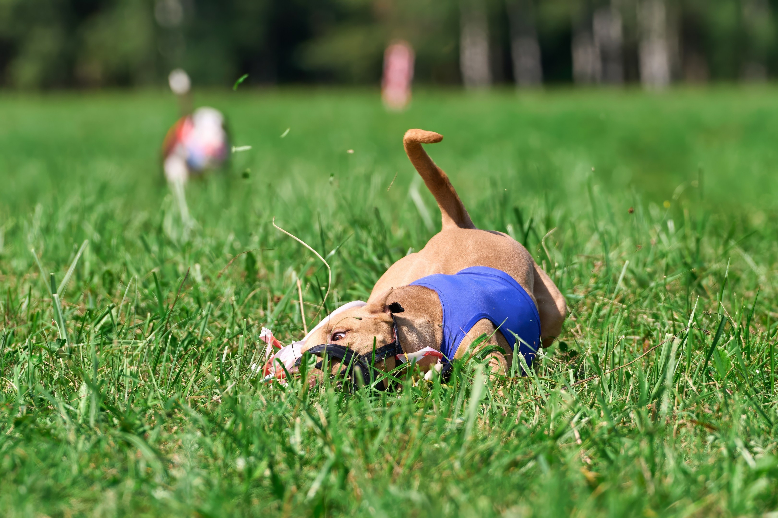 Тренировка в Донино. Фотограф-анималист Михаил Манухин