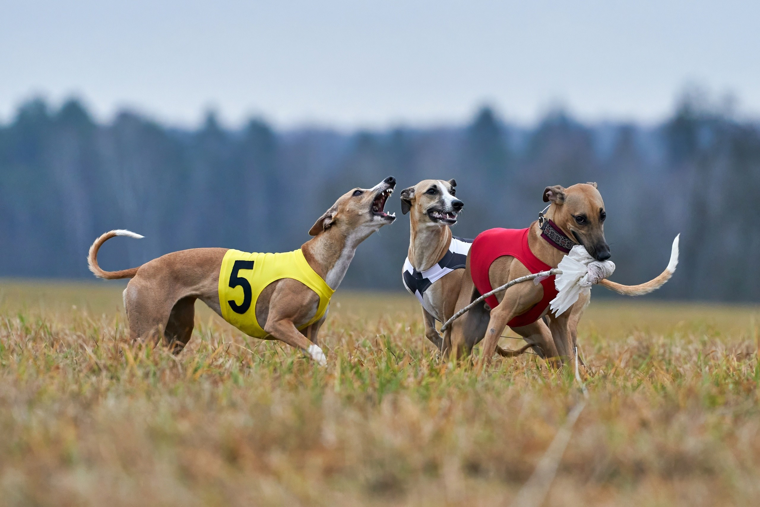 Состязания свор «Тройки». Фотограф-анималист Михаил Манухин