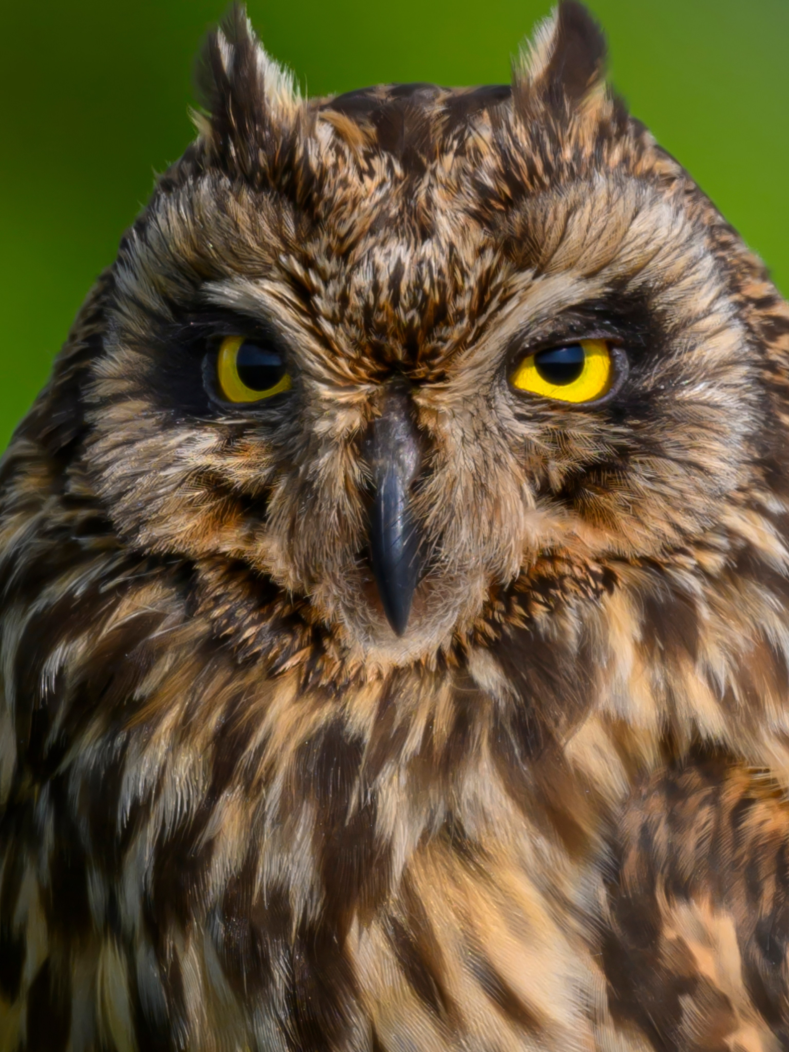 Цапли и совы. Herons and Owls. Wildlife photography by Sergey Puponin