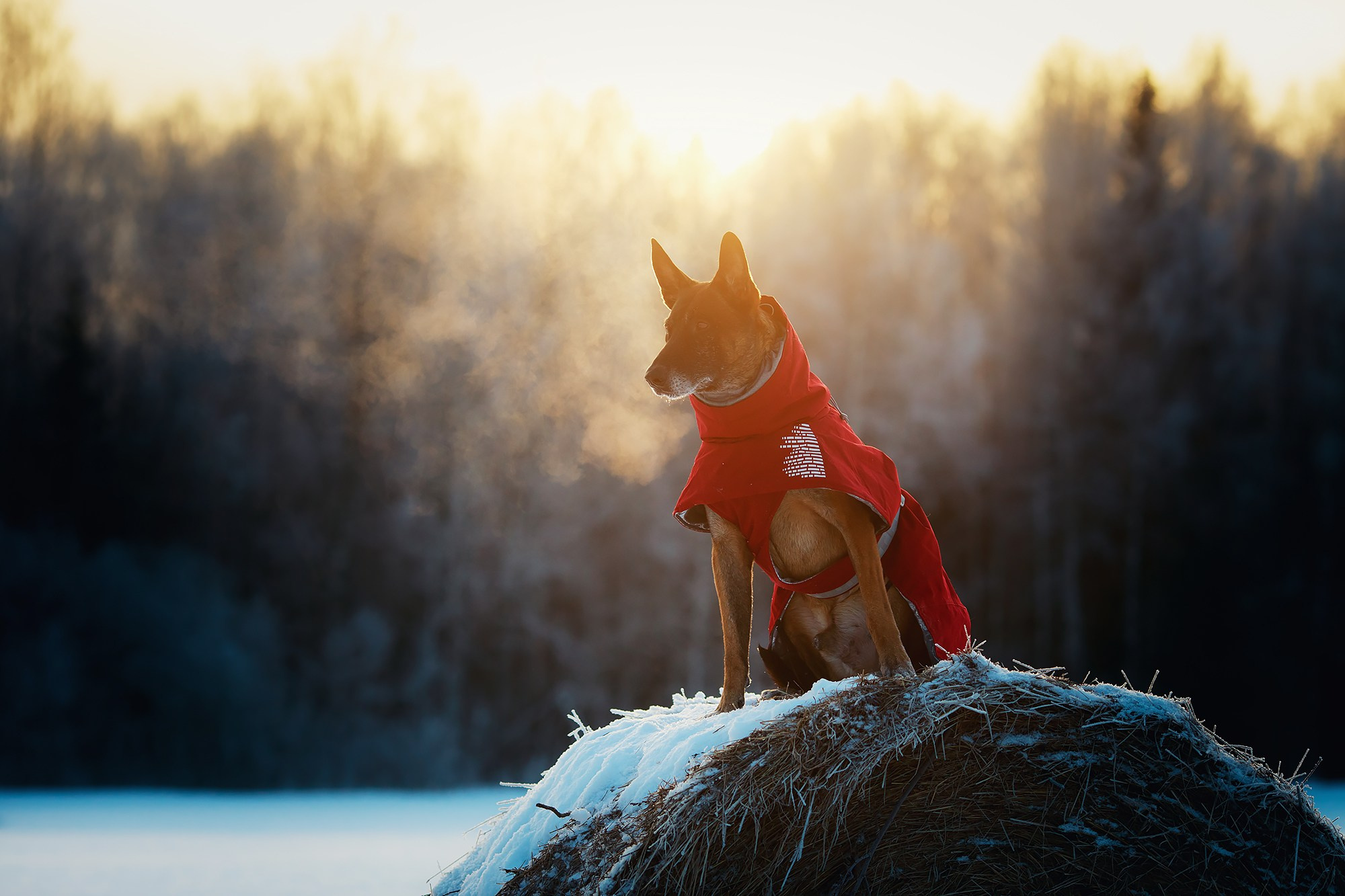 Фотограф-анималист Mary Mart — Москва, Питер