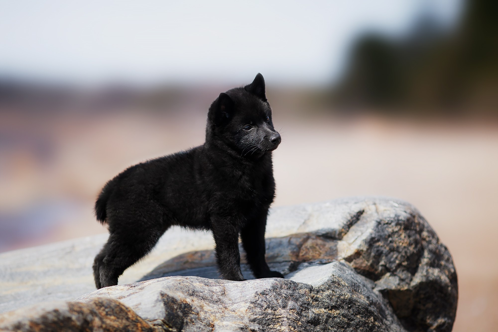 Фотограф-анималист Mary Mart — Москва, Питер
