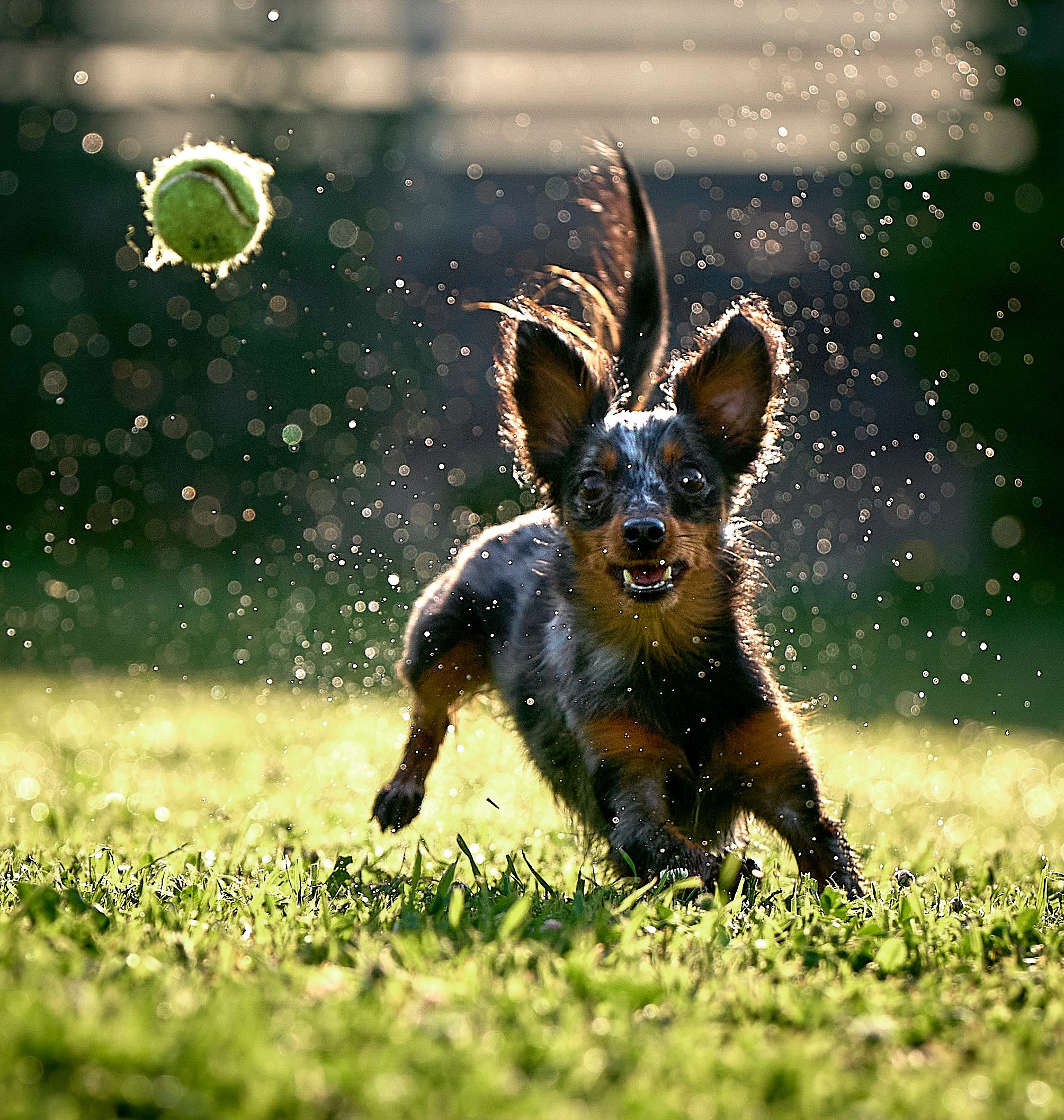 Съемка собак в контровом свете летом