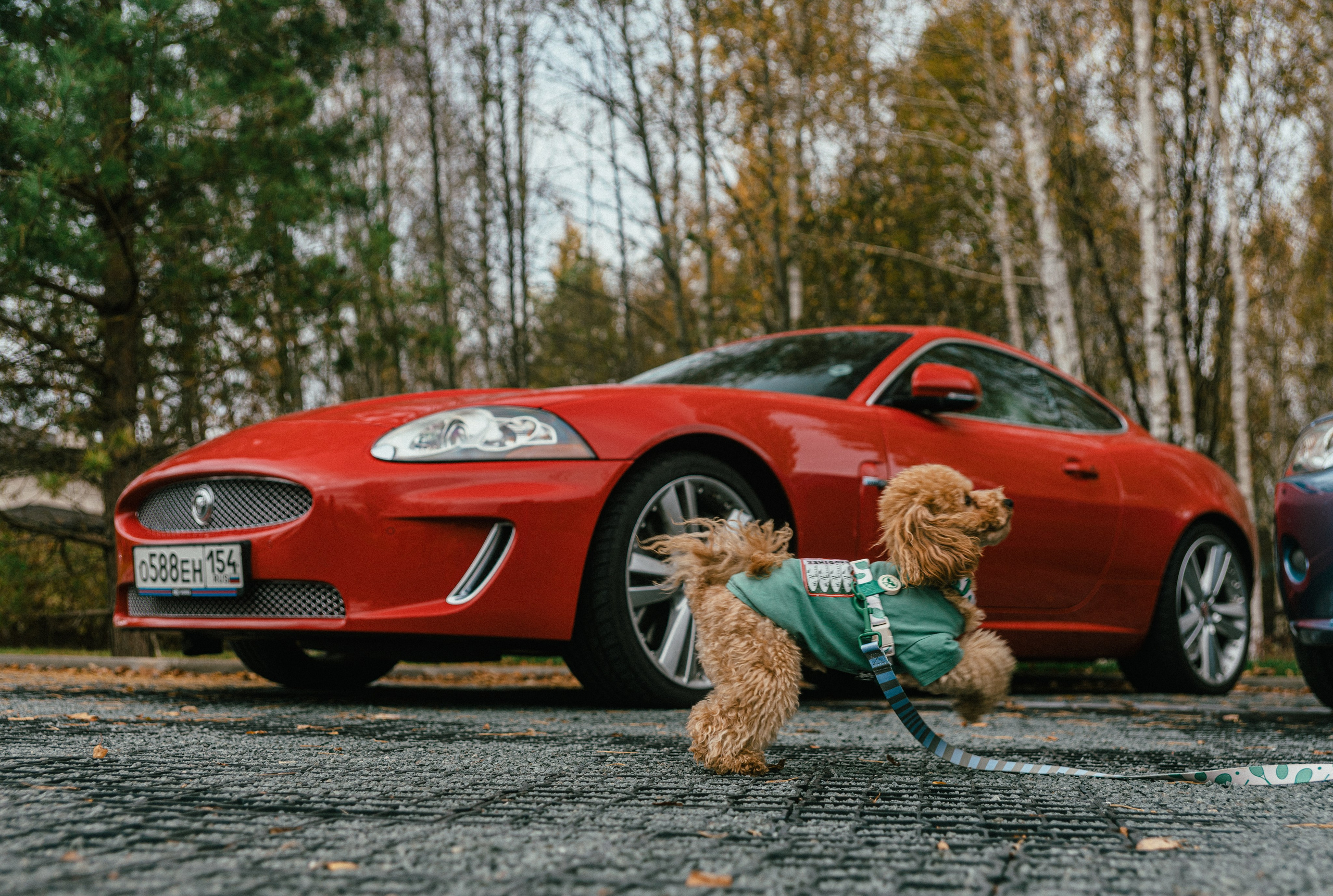 Jaguar X100 & X150. Жуков Илья свадебный фотограф в Москве