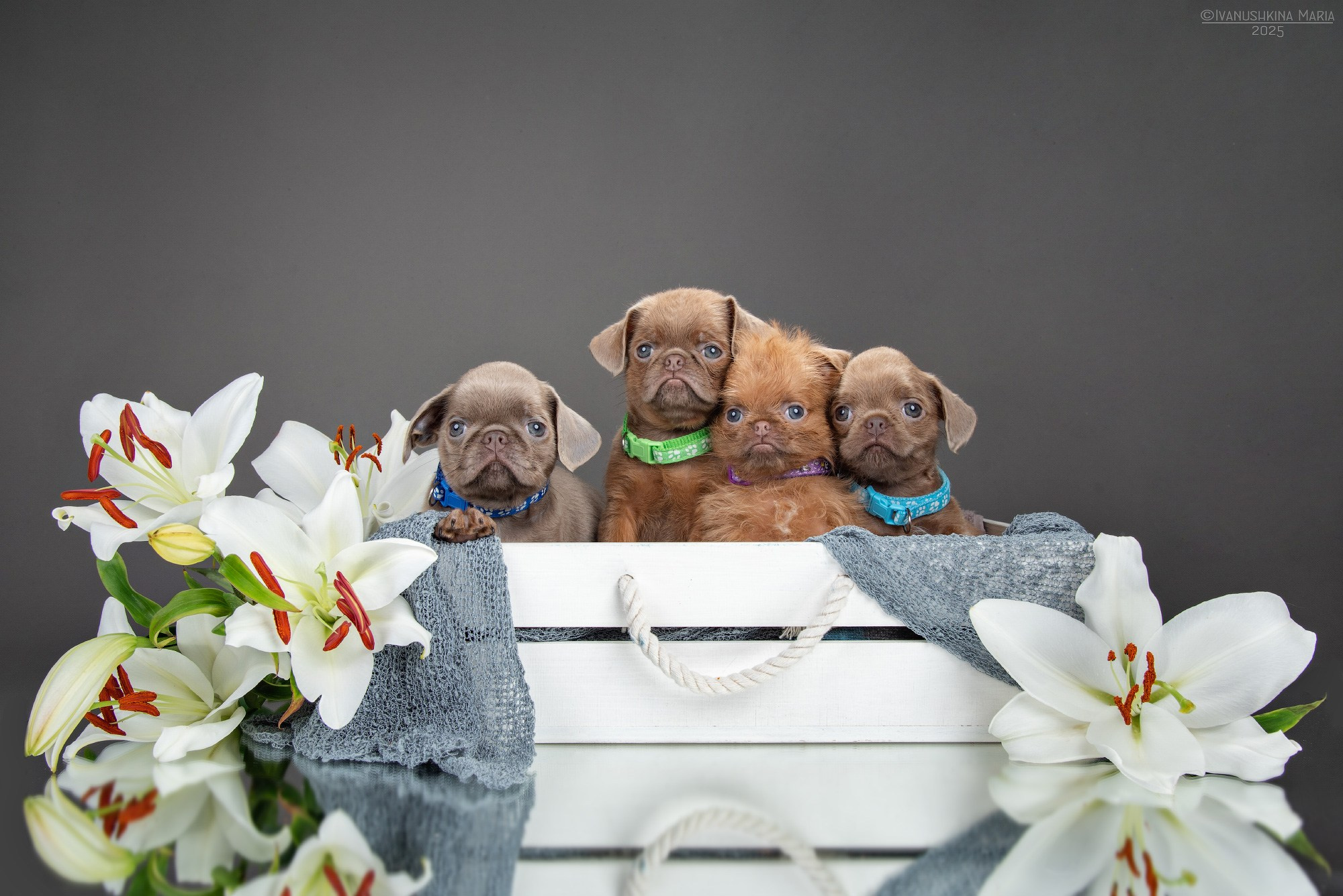 Фотосессия щенков на фонах. Фотограф собак в Москве и Московской области Иванушкина Мария