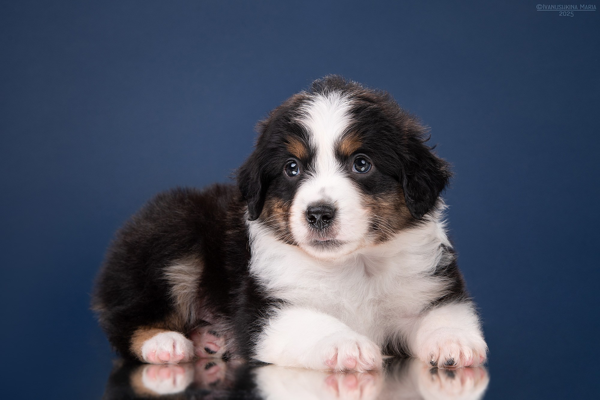 Фотосессия щенков на фонах. Фотограф собак в Москве и Московской области Иванушкина Мария