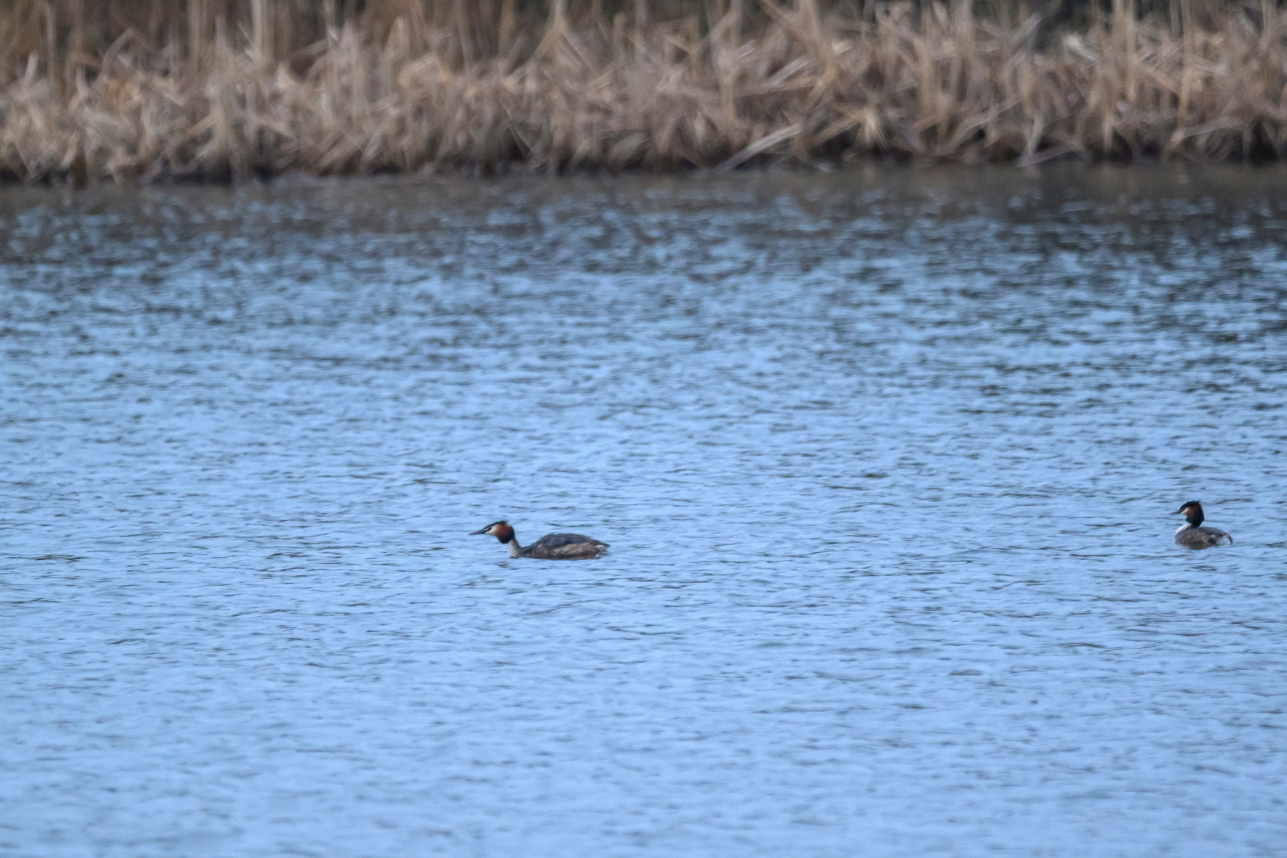 Чирки, чернеть и чомги. Wildlife photography by Sergey Puponin