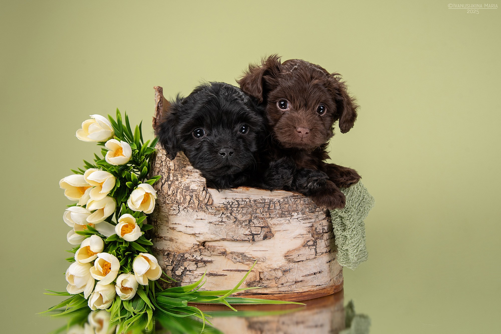 Фотосессия щенков на фонах. Фотограф собак в Москве и Московской области Иванушкина Мария
