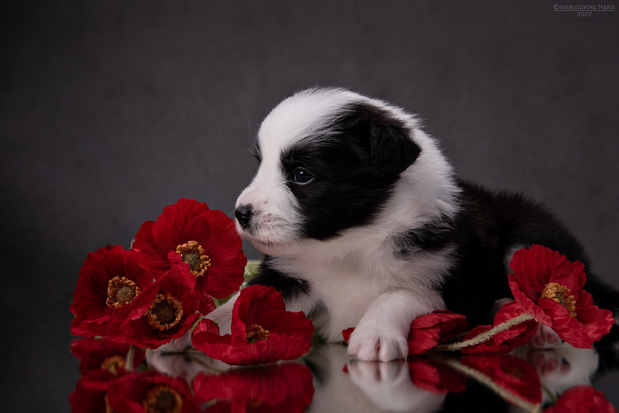 Фотосессия щенков на фонах. Фотограф собак в Москве и Московской области Иванушкина Мария