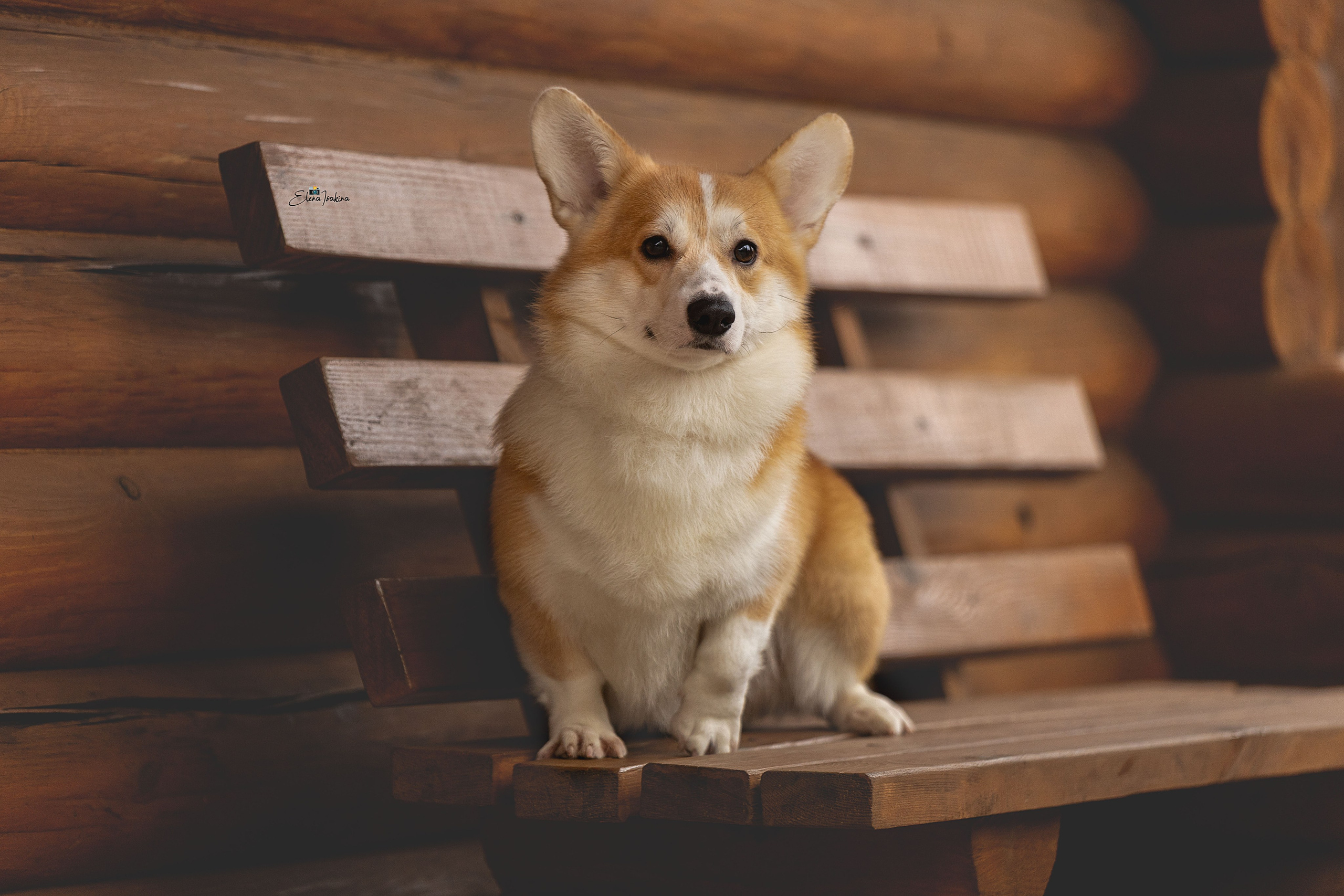 Ларри. Купить щенка Вельш-корги-кардиган в семейном питомнике — Ice Fantasy