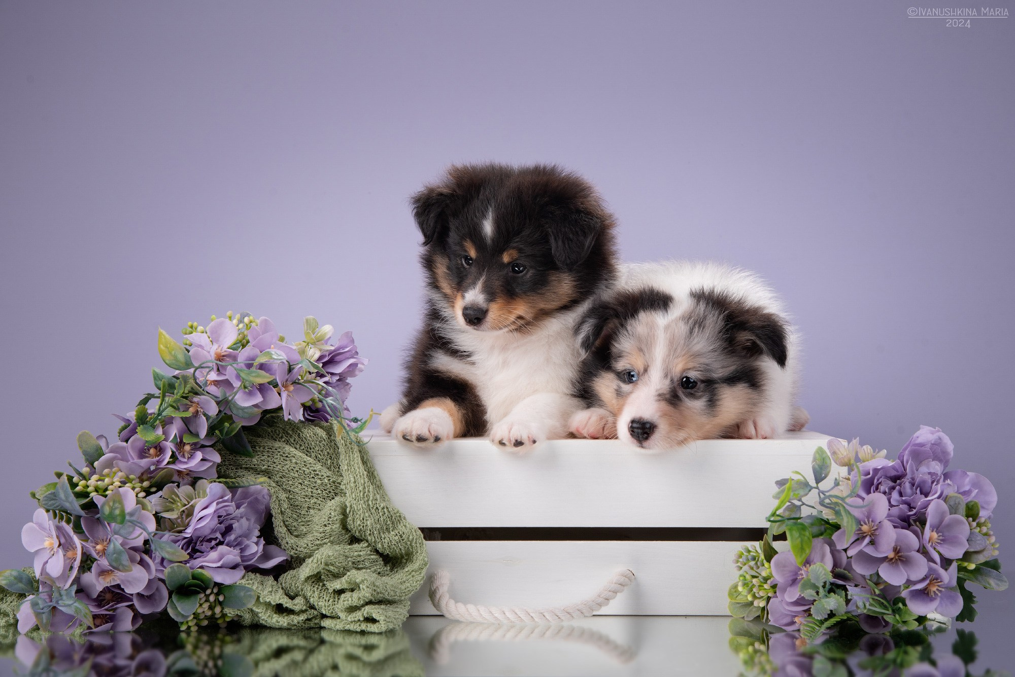 Фотосессия щенков на фонах. Фотограф собак в Москве и Московской области Иванушкина Мария