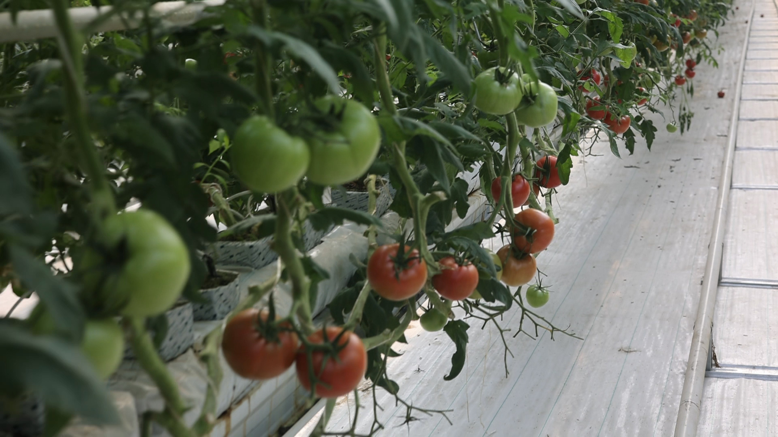 БИОЭНЕРГИЯ — Производство субстрата для теплиц, маты для выращивания