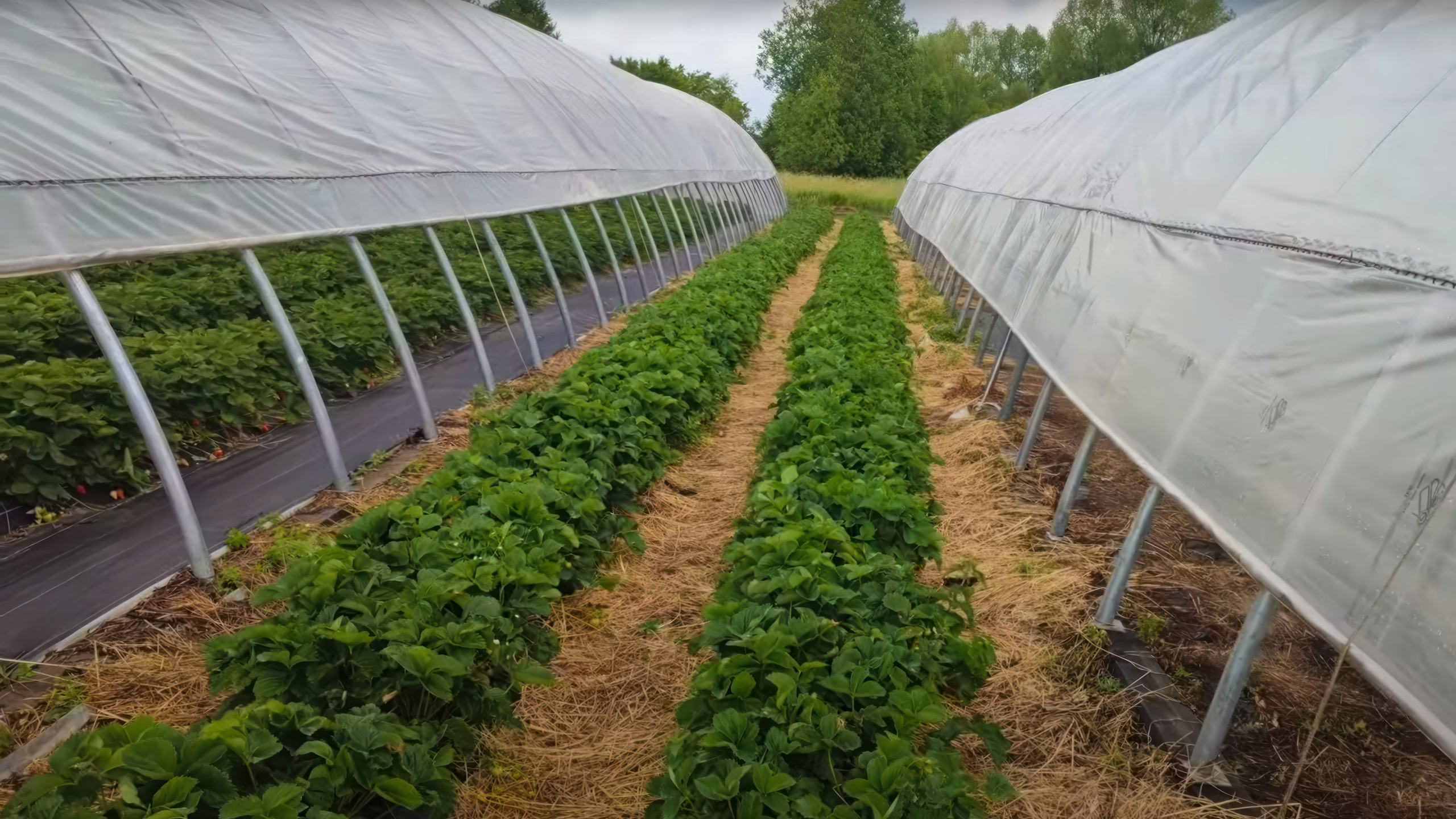 БИОЭНЕРГИЯ — Производство субстрата для теплиц, маты для выращивания