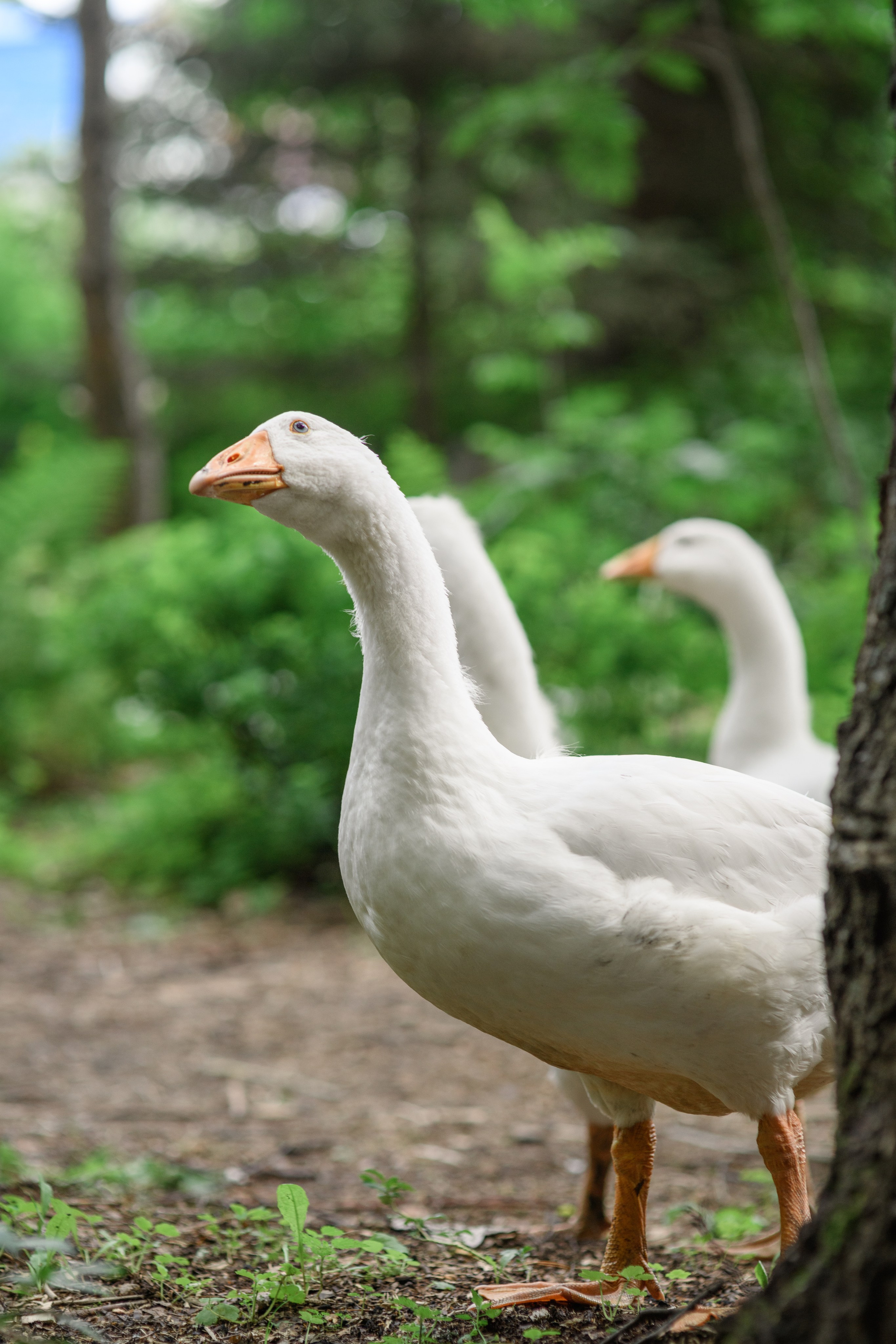 Фотостудия Зачарованный сад в Екатеринбурге