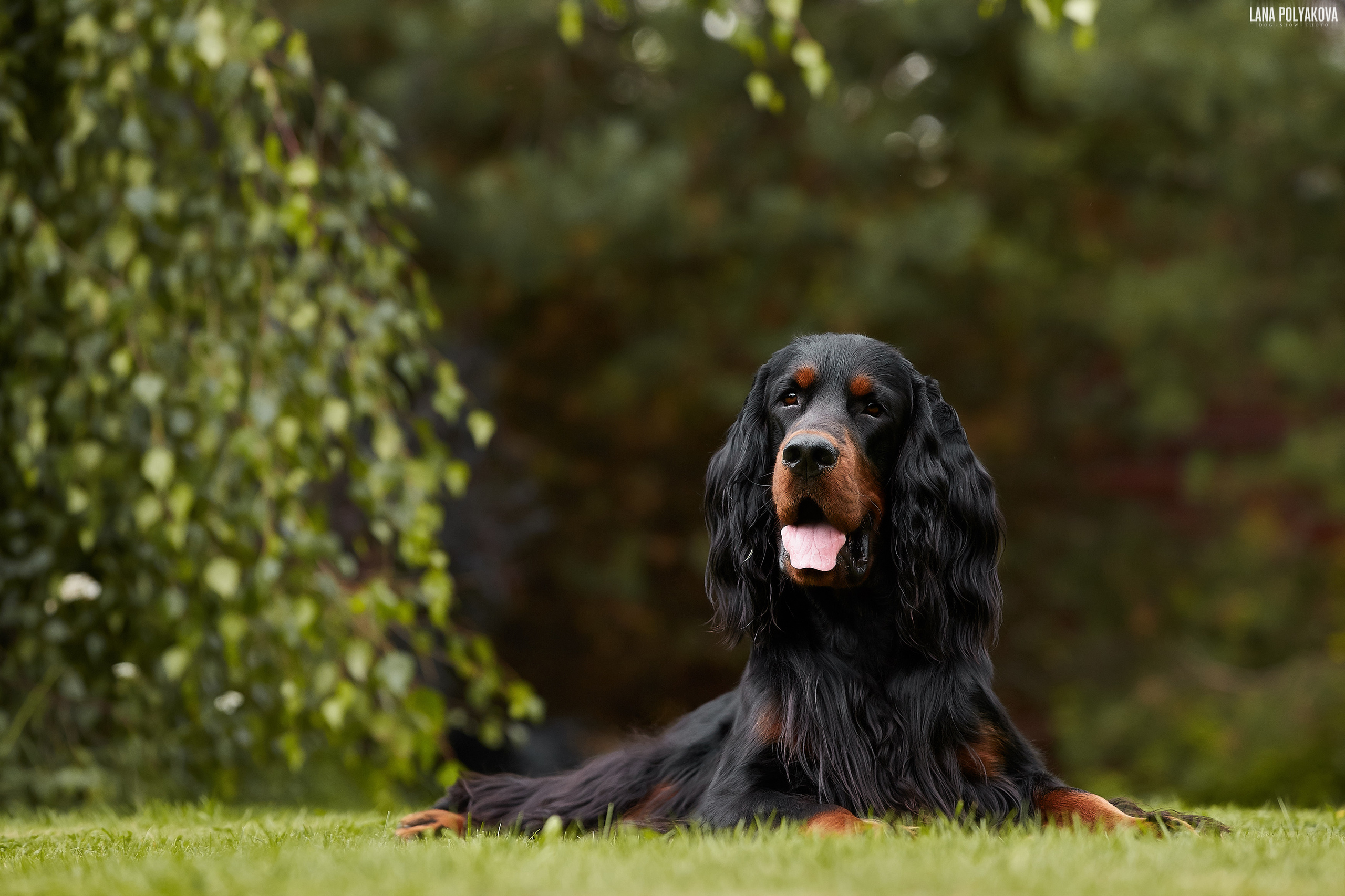 Фотосессии собак в Санкт-Петербурге. Сеттер гордон