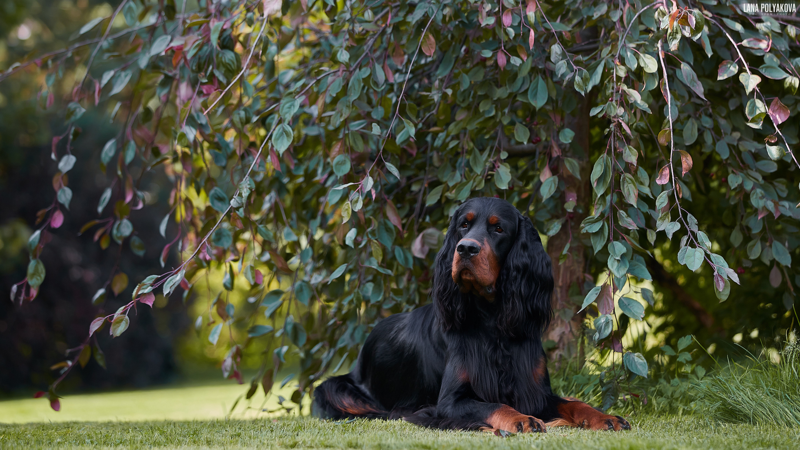 Фотосессии собак в Санкт-Петербурге. Сеттер гордон