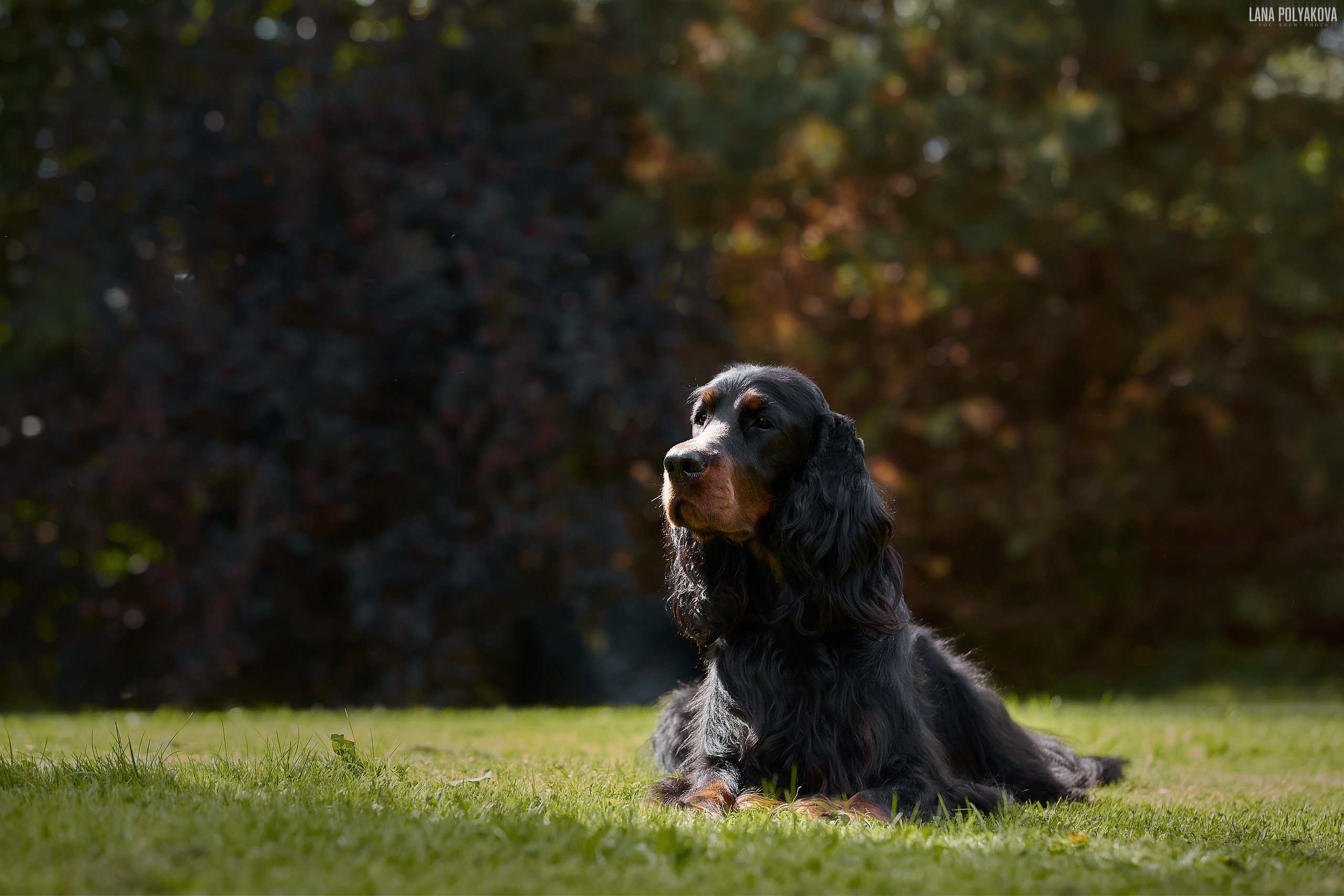 Фотосессии собак в Санкт-Петербурге. Сеттер гордон