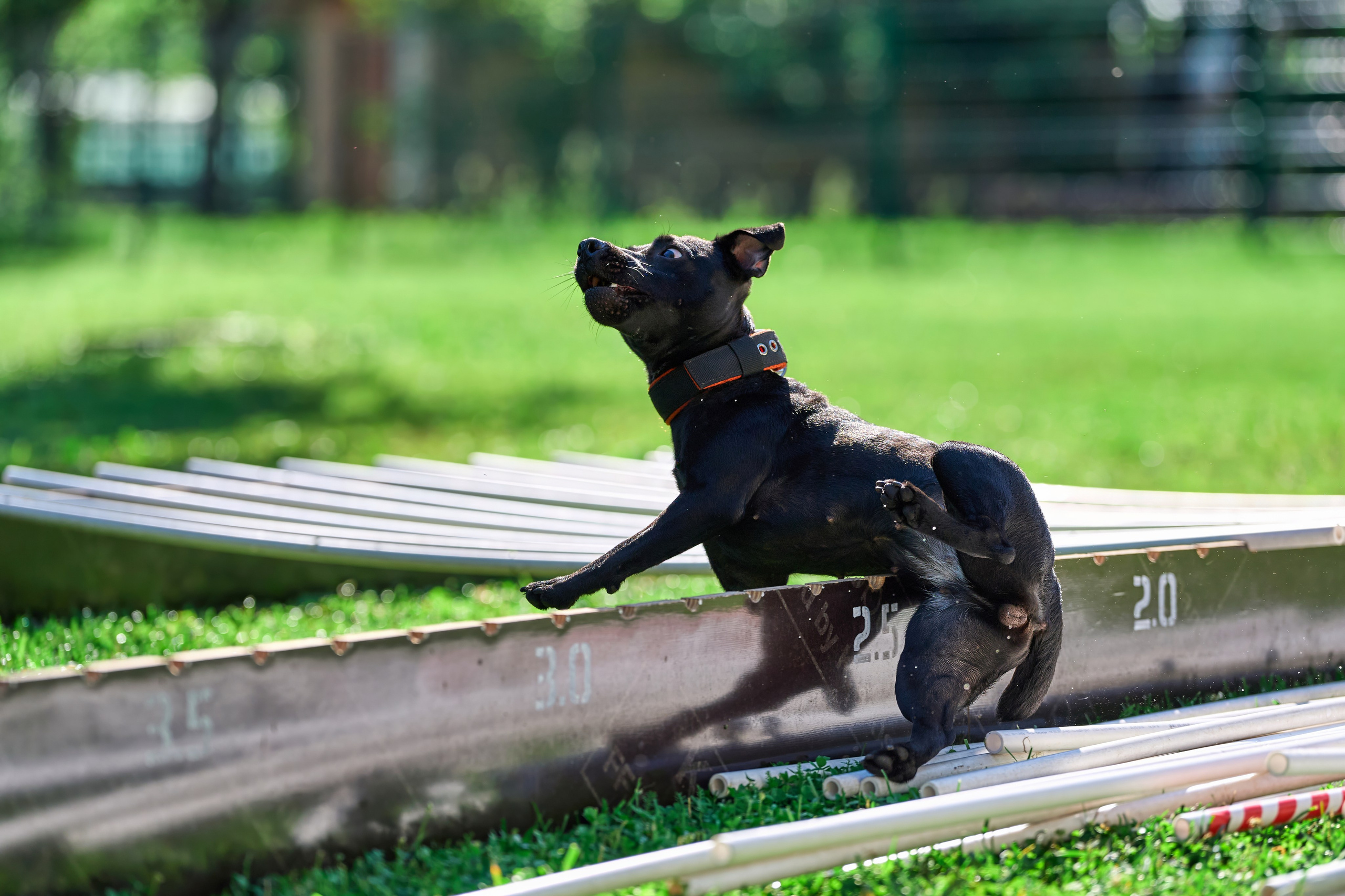 Двухдневные соревнования «Jump'n'Gym Fest — 2024». Фотограф-анималист Михаил Манухин