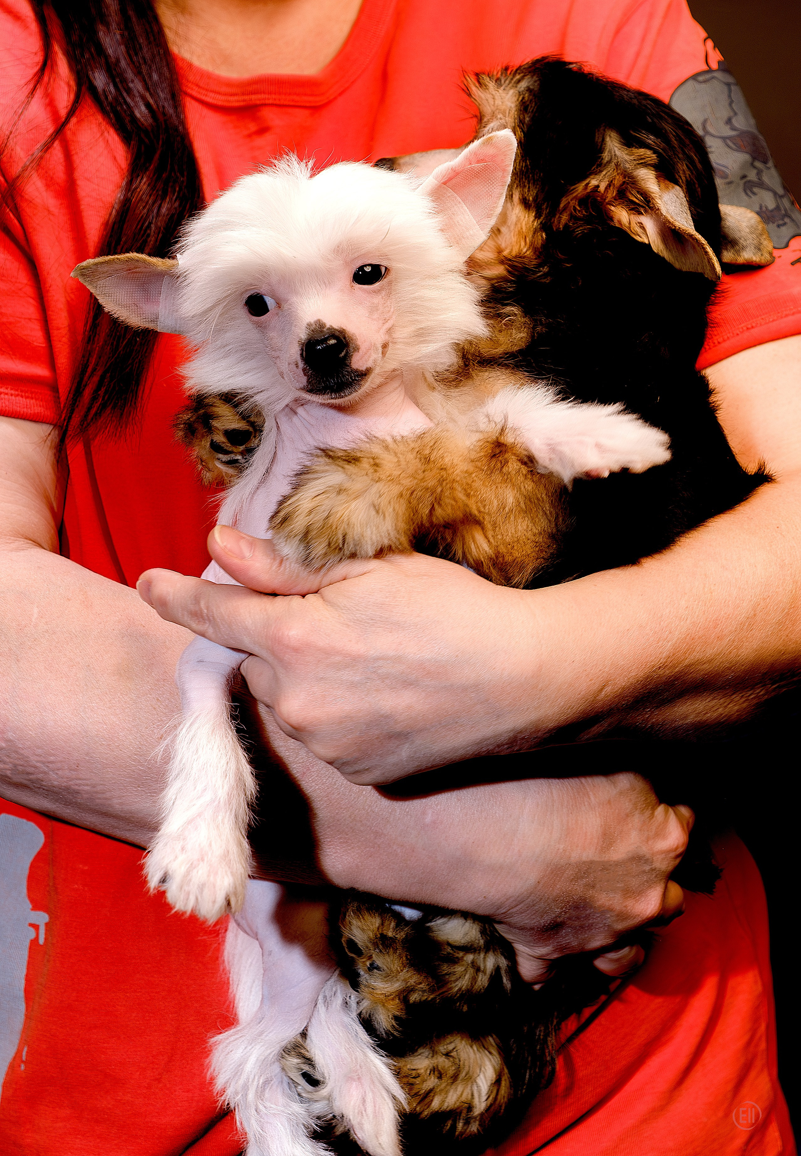 First photo session of the litter “F” of the Laisan Island kennel. Chinese Crested Dog Kennel Poale Ell