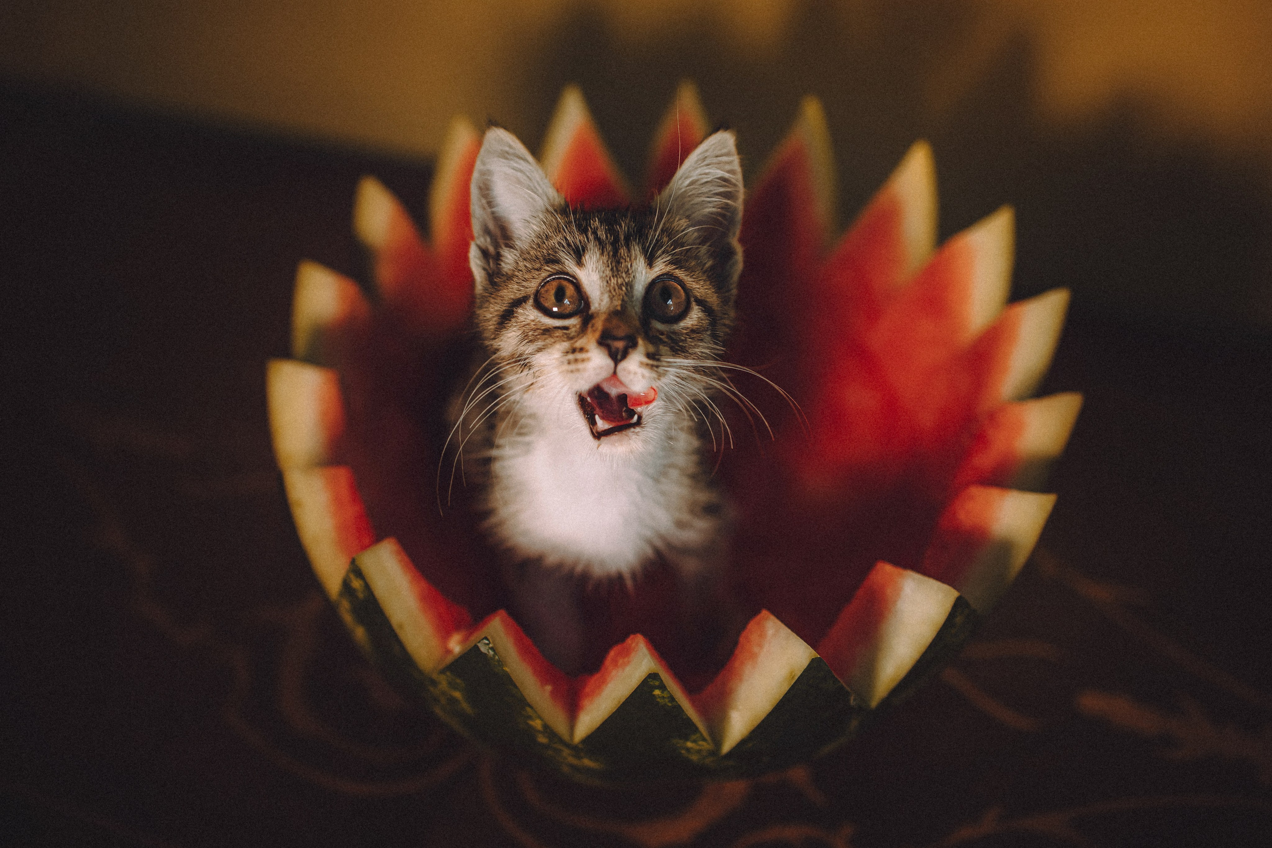 Более 30 идей для фотосессии с котенком