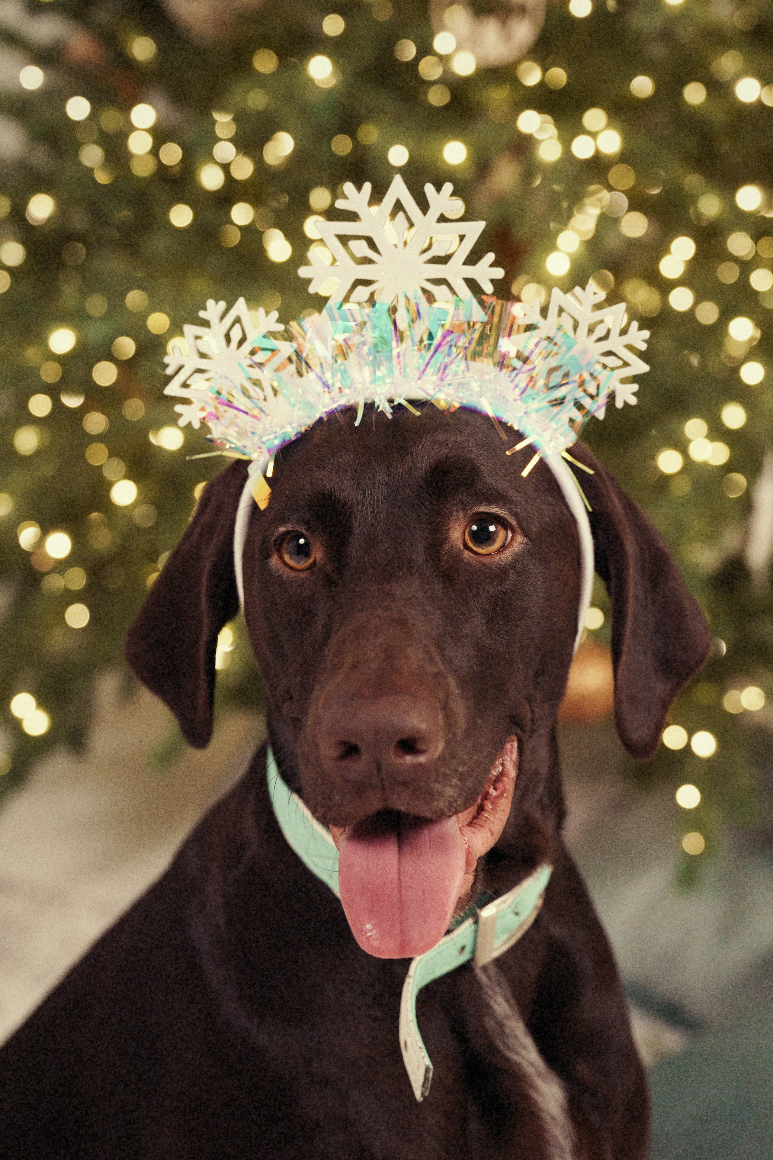 Новый год у нас в студии. Фотомастерская Воробьевых
