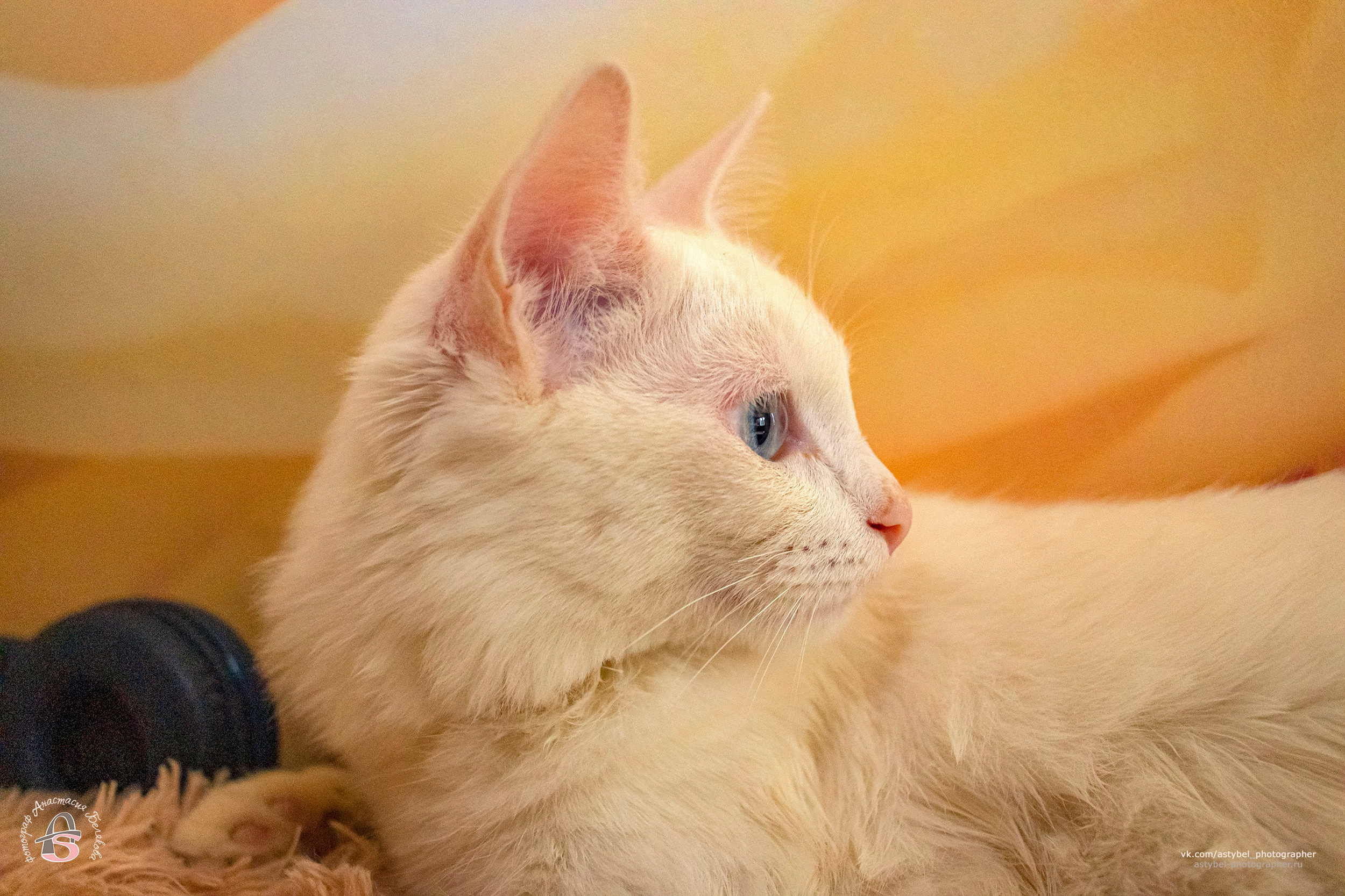 Фотосессия котика Лукаса из Екатеринбурга. Фотограф Анастасия Белякова в Санкт-Петербурге и Гатчине