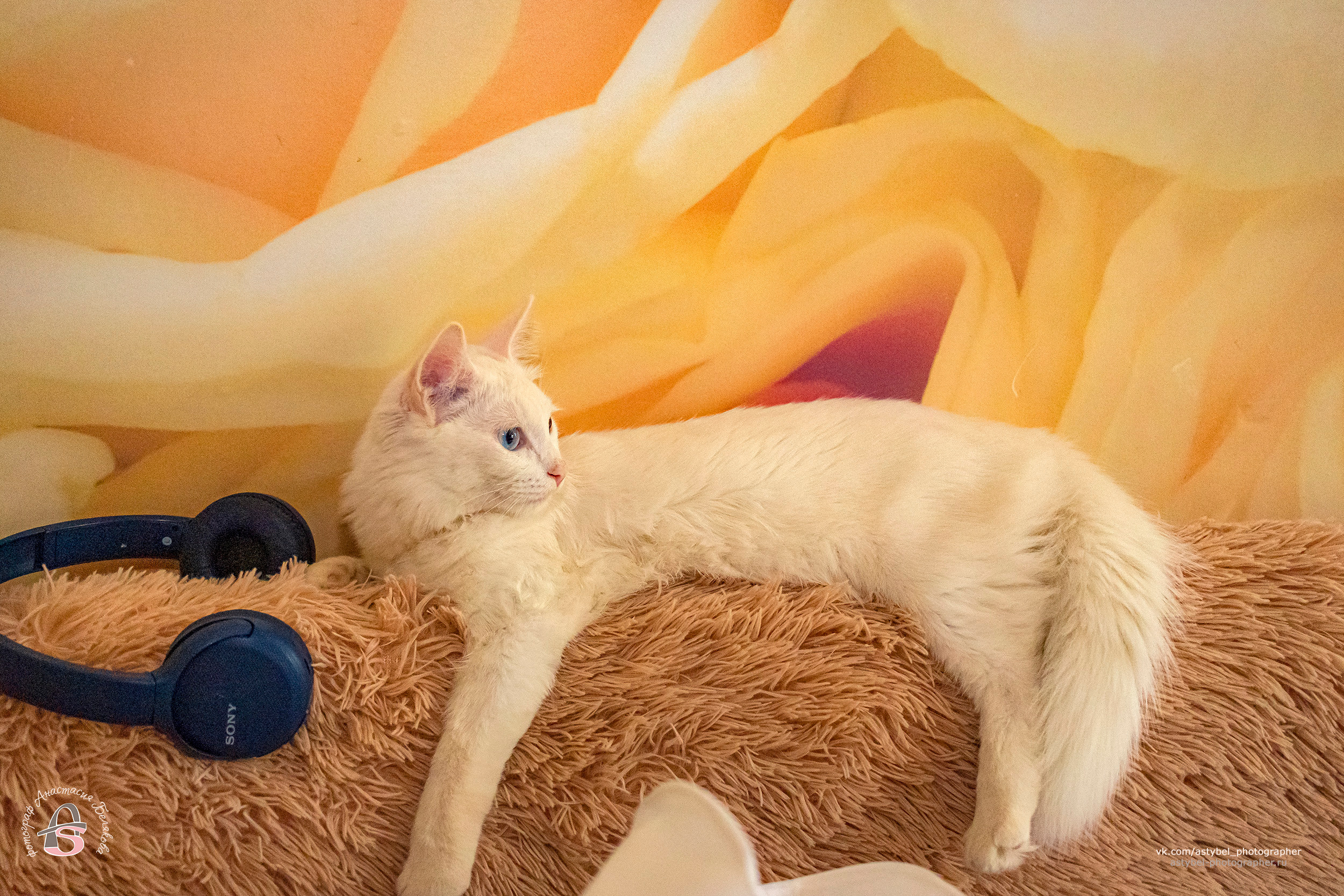 Фотосессия котика Лукаса из Екатеринбурга. Фотограф Анастасия Белякова в Санкт-Петербурге и Гатчине