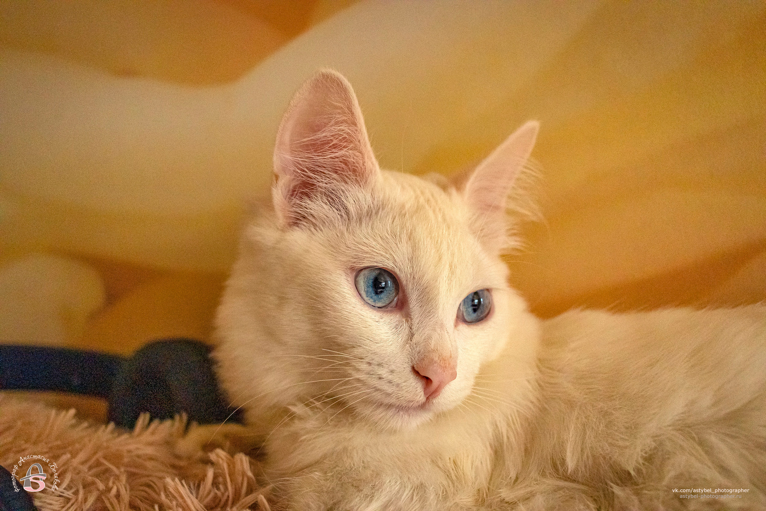 Фотосессия котика Лукаса из Екатеринбурга. Фотограф Анастасия Белякова в Санкт-Петербурге и Гатчине