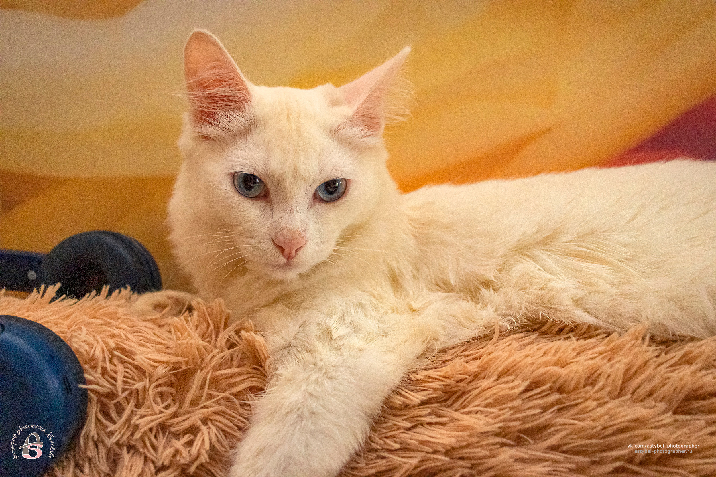 Фотосессия котика Лукаса из Екатеринбурга. Фотограф Анастасия Белякова в Санкт-Петербурге и Гатчине