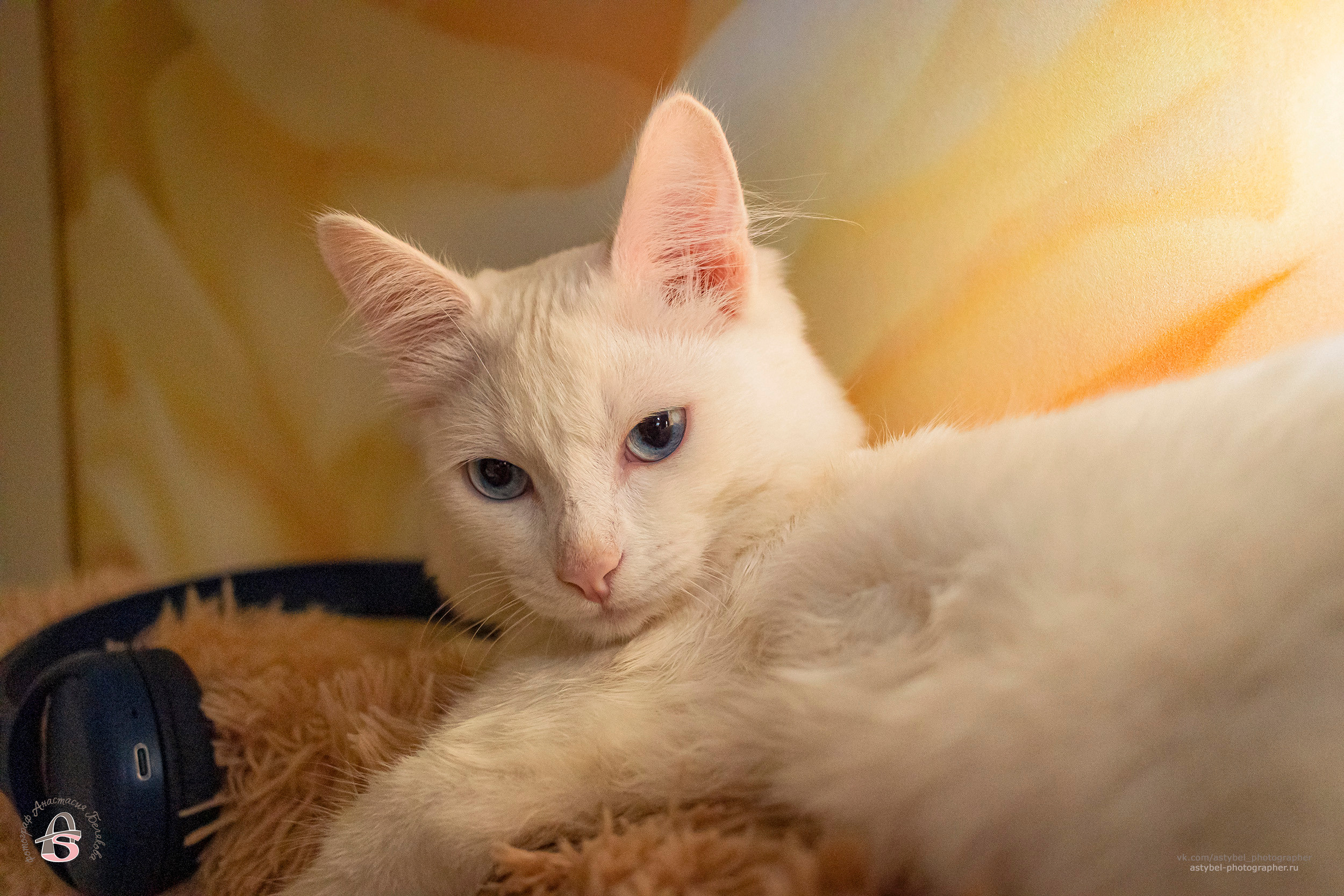 Фотосессия котика Лукаса из Екатеринбурга. Фотограф Анастасия Белякова в Санкт-Петербурге и Гатчине