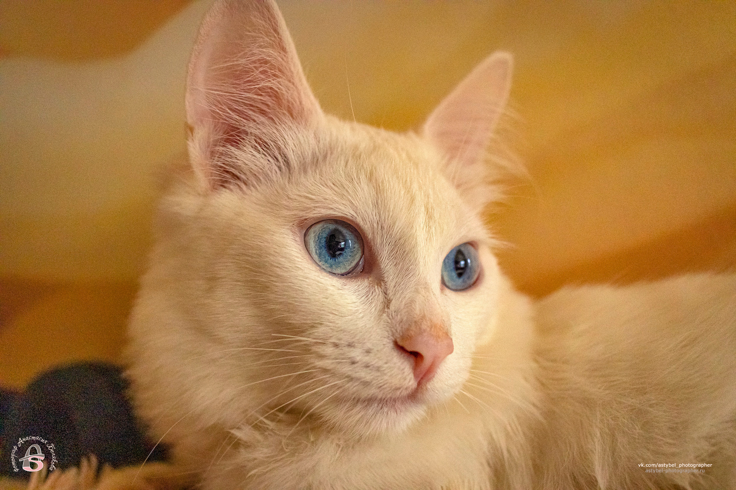 Фотосессия котика Лукаса из Екатеринбурга. Фотограф Анастасия Белякова в Санкт-Петербурге и Гатчине
