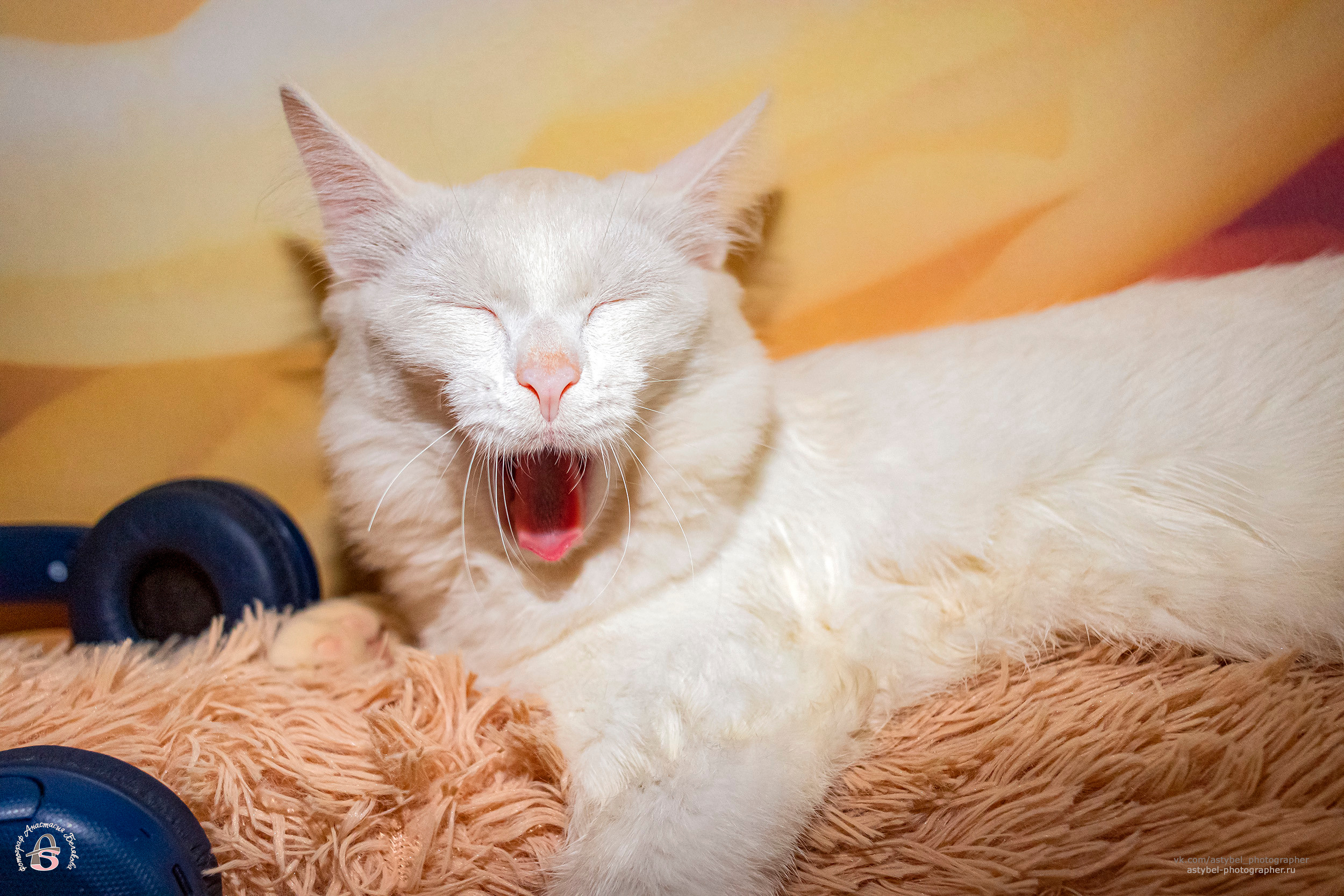 Фотосессия котика Лукаса из Екатеринбурга. Фотограф Анастасия Белякова в Санкт-Петербурге и Гатчине