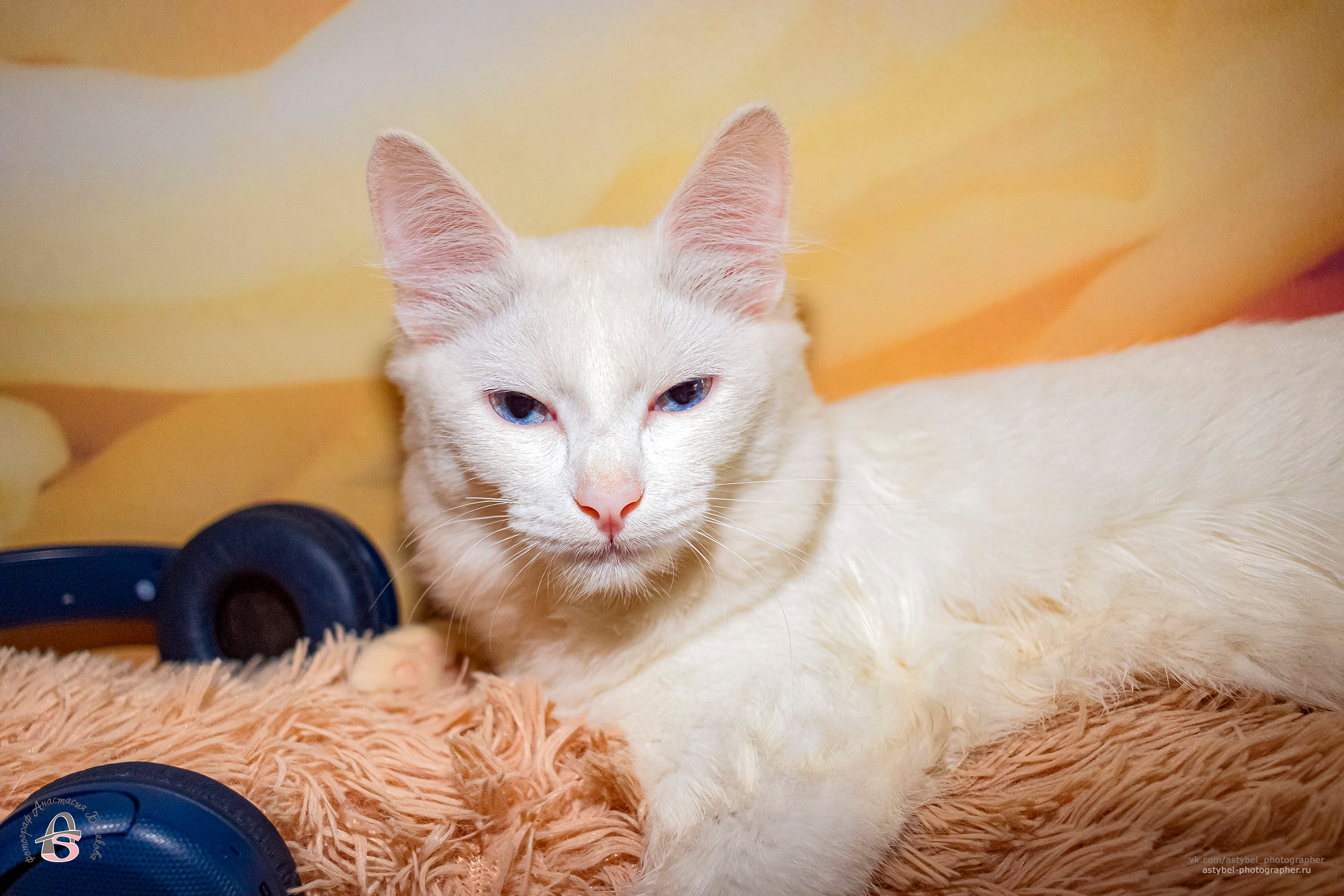 Фотосессия котика Лукаса из Екатеринбурга. Фотограф Анастасия Белякова в Санкт-Петербурге и Гатчине