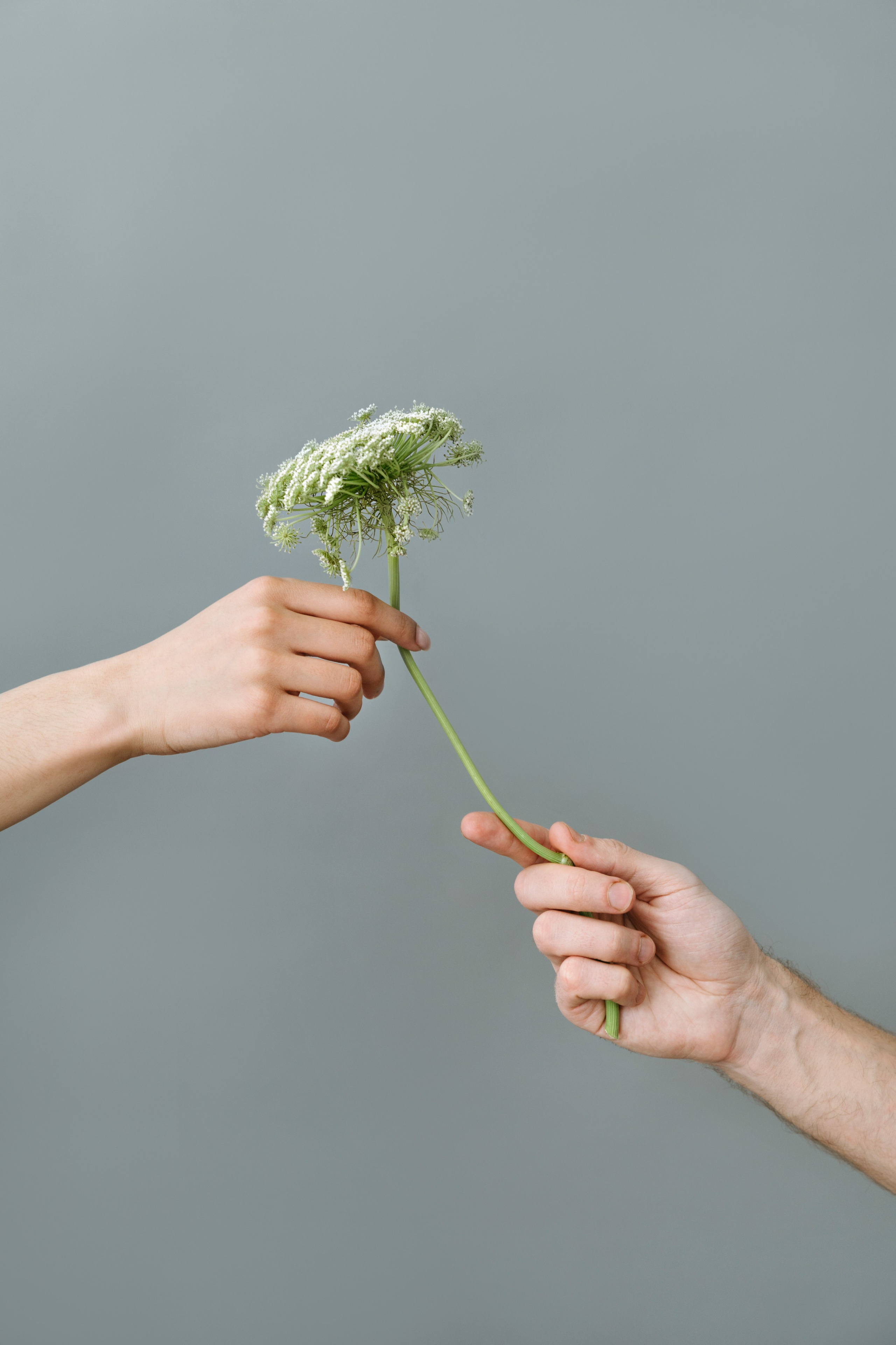 Услуги. ИНфото. Авторские фотографии для интерьеров