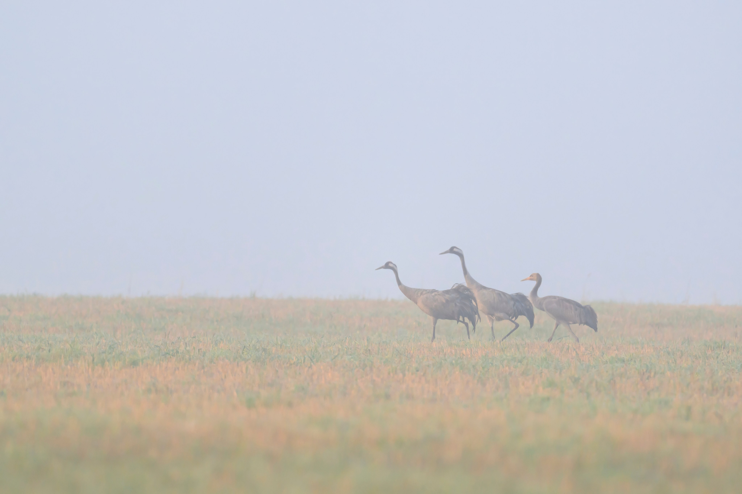 Журавли. Фотограф Сергей Пупонин