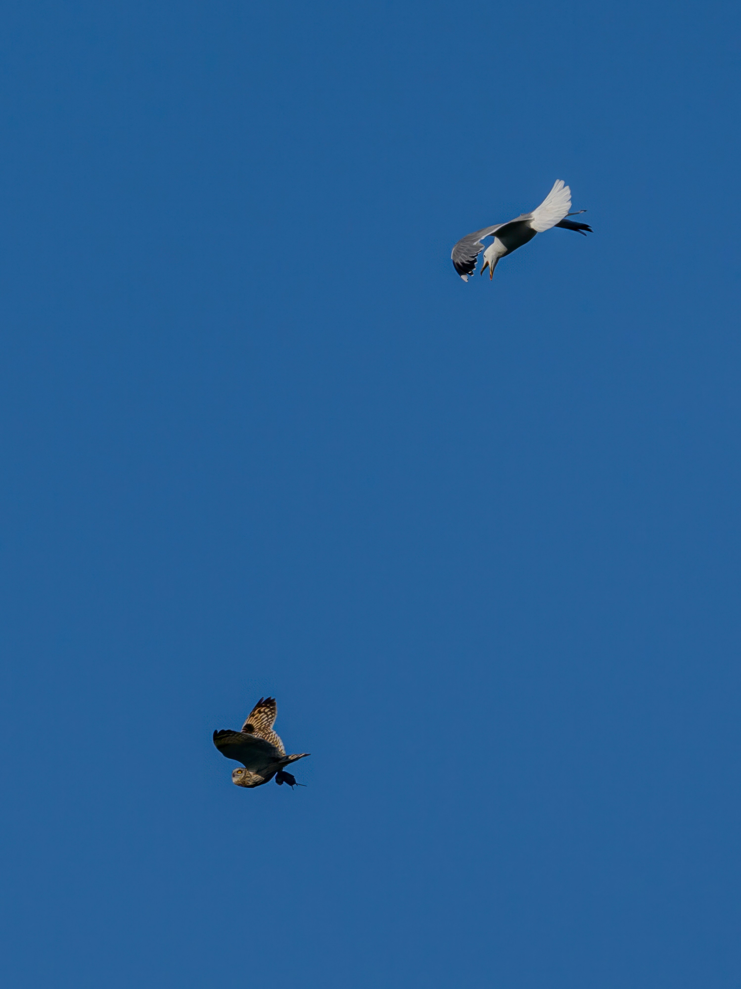Охота сов и разбой средь бела дня!. Wildlife photography by Sergey Puponin