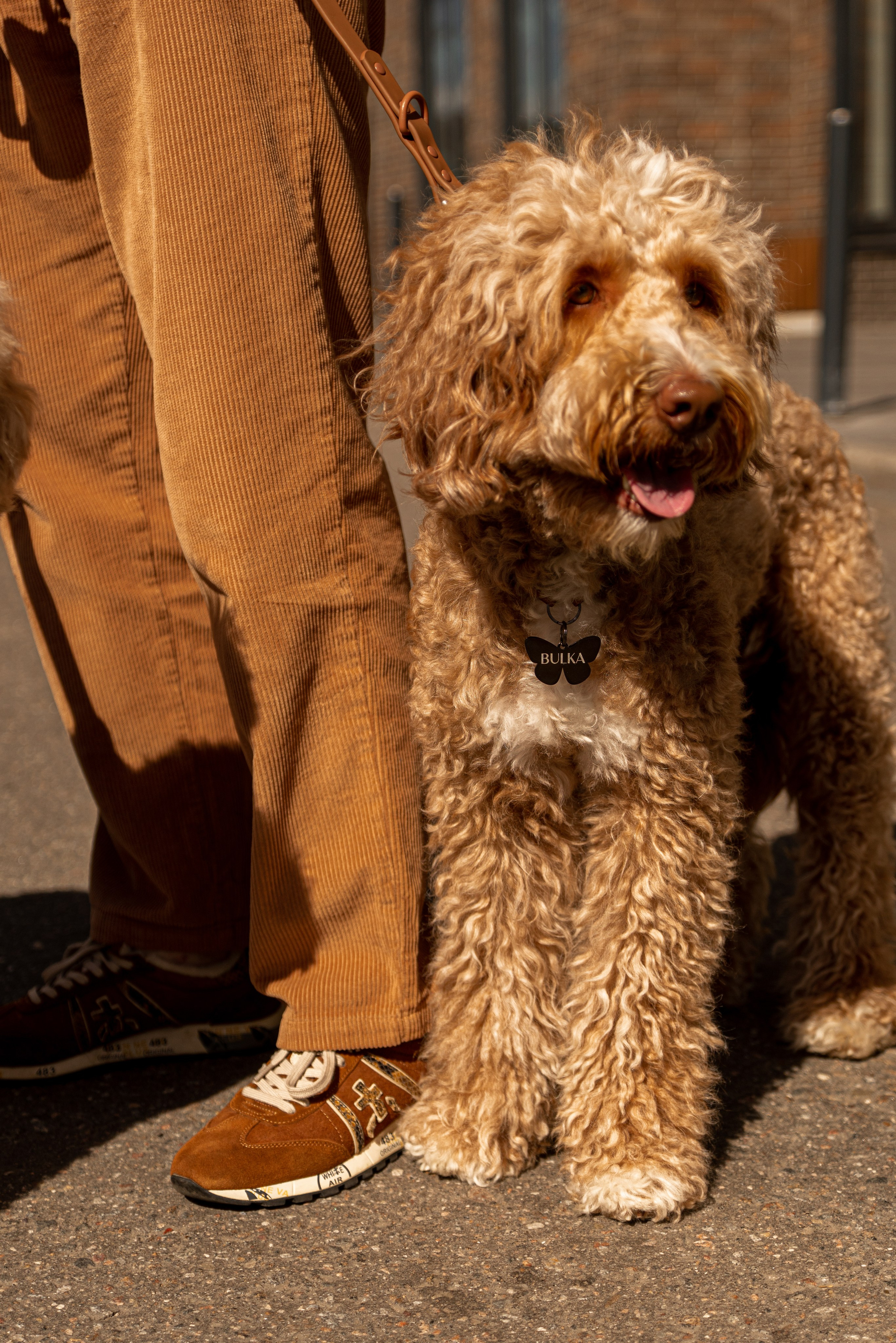 Фотосъемка груминг салона , съемка собак в кабриолете. Жуков Илья свадебный фотограф в Москве