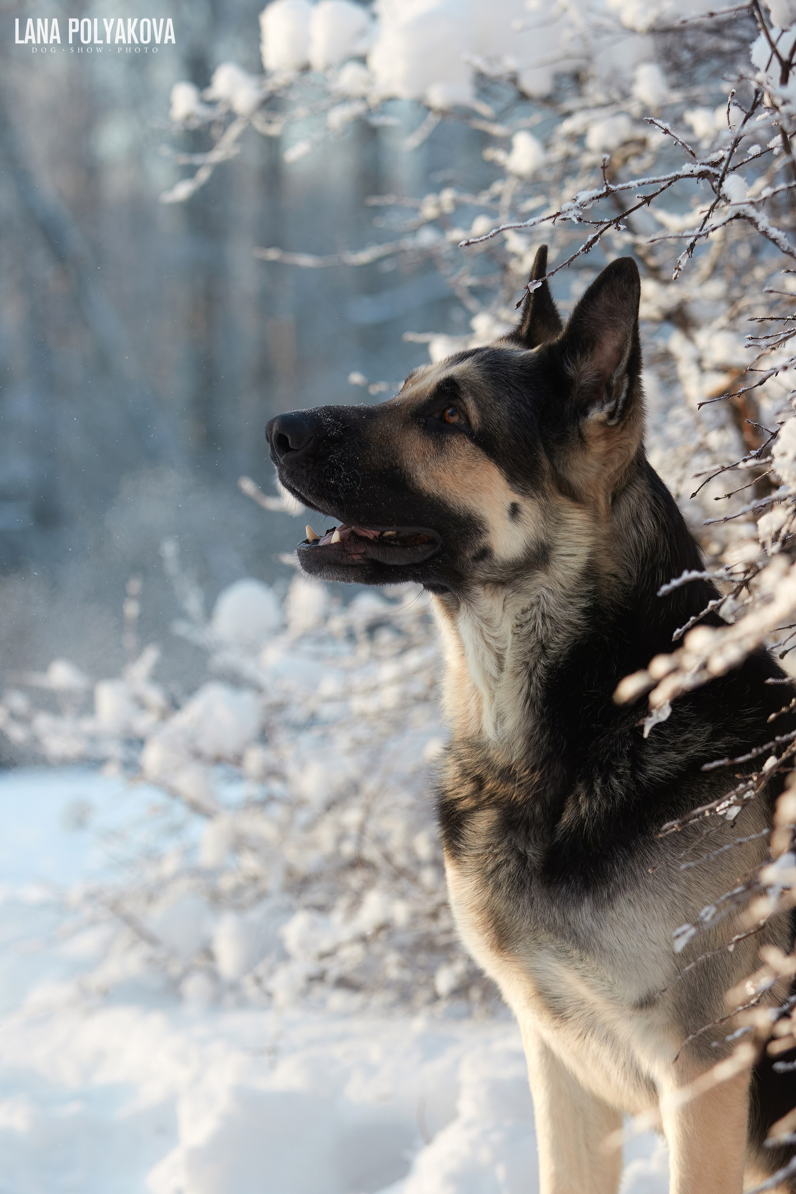 ВЫЕЗДНЫЕ ФОТОСЕССИИ СОБАК. ФОТОГРАФ-АНИМАЛИСТ l LANA POLYAKOVA