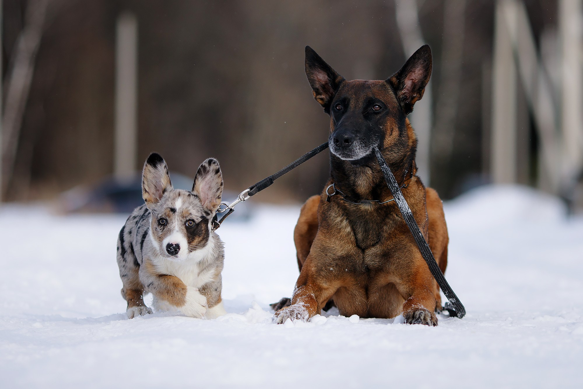 Фотограф-анималист Mary Mart — Москва, Питер